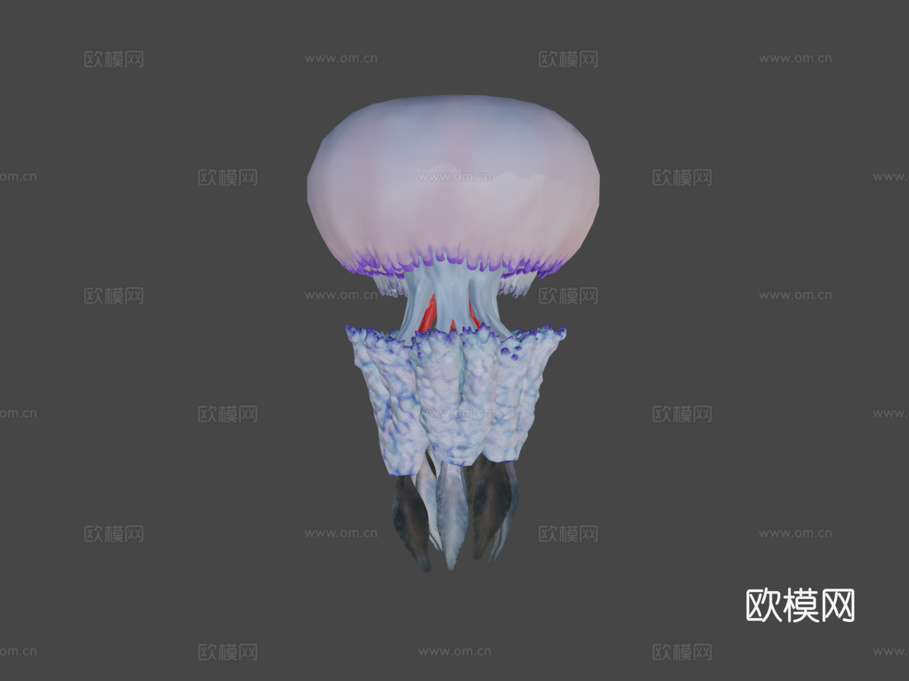 水母根口水母3d模型