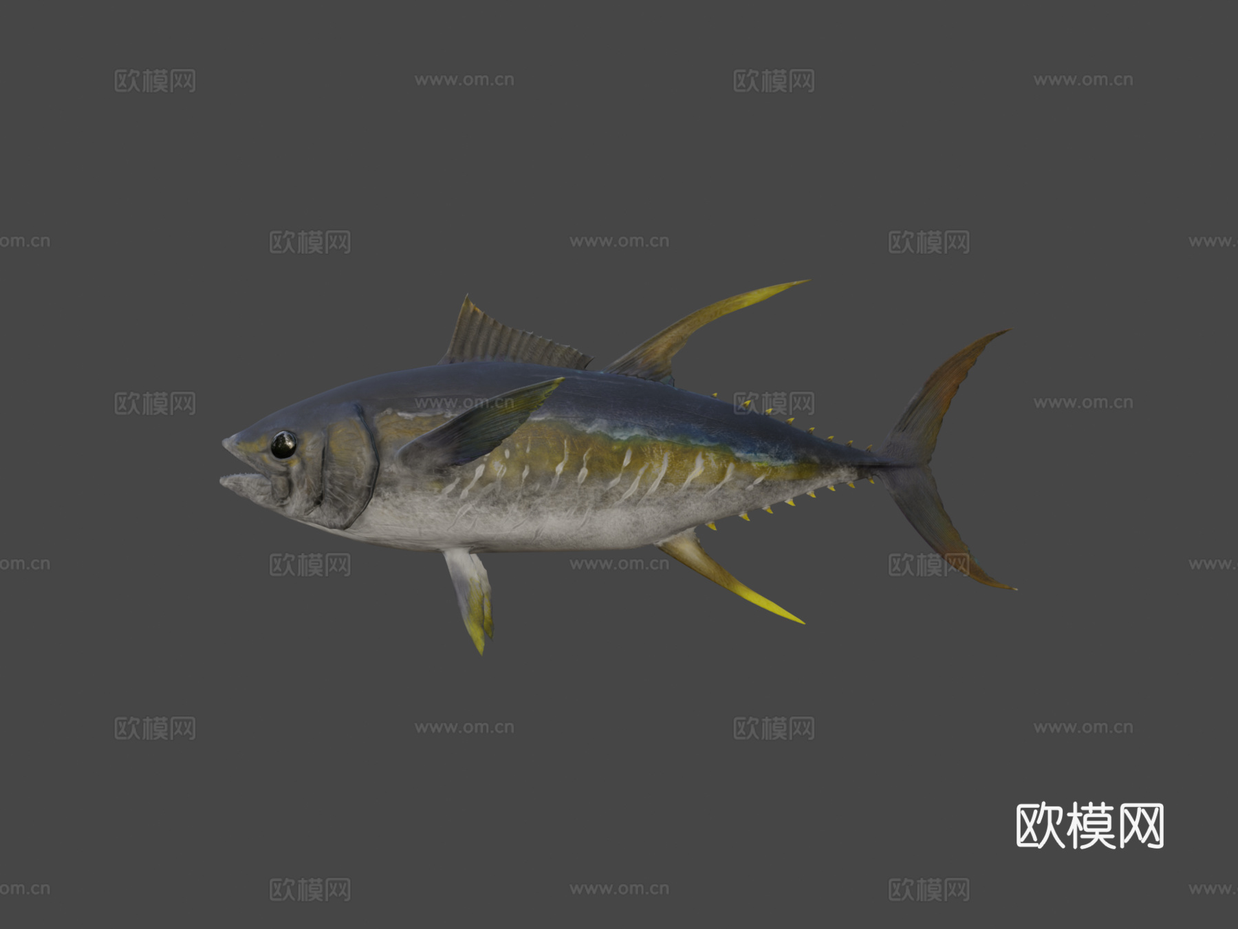 黄鳍金枪鱼3d模型