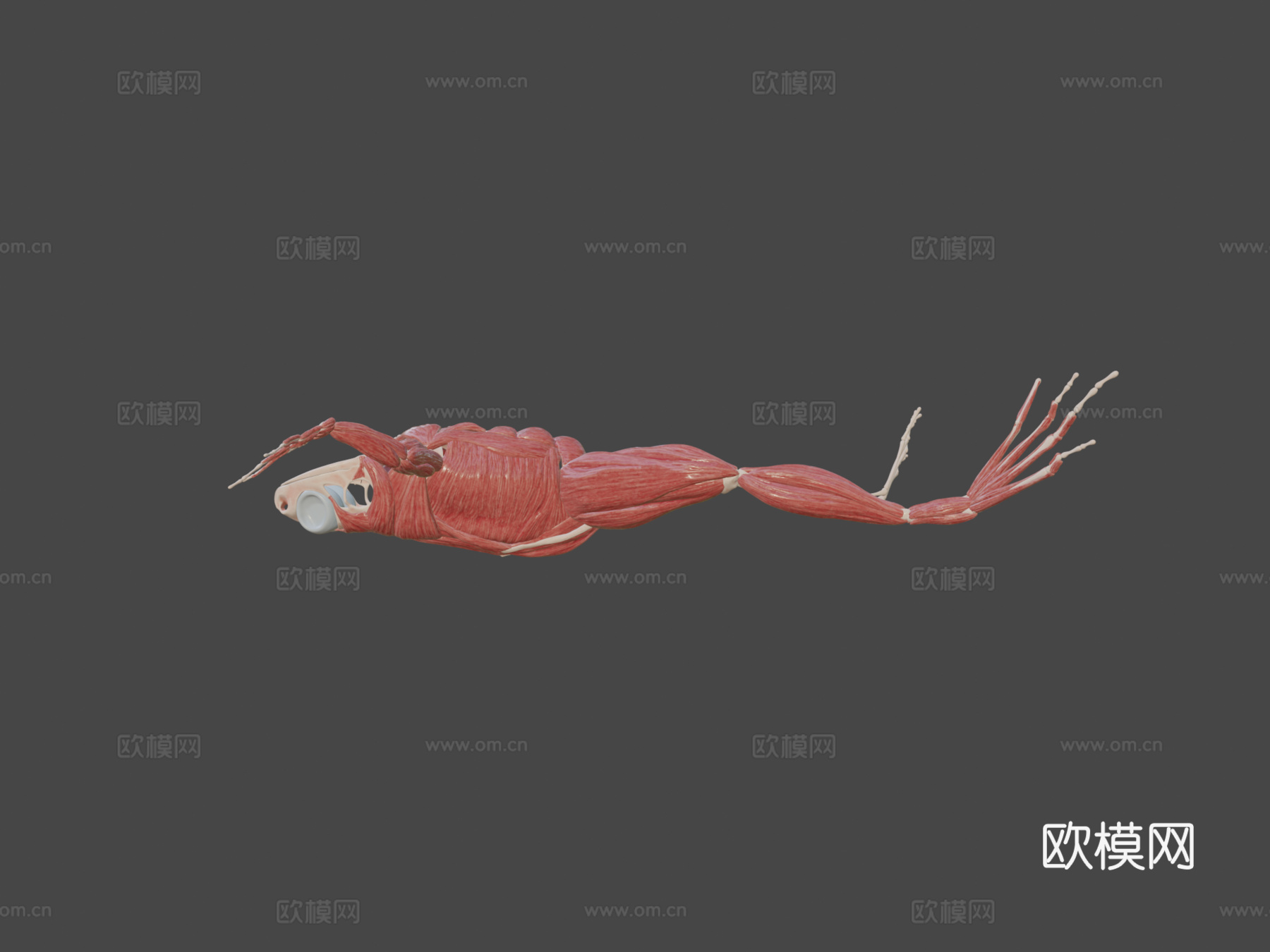 青蛙结构3d模型