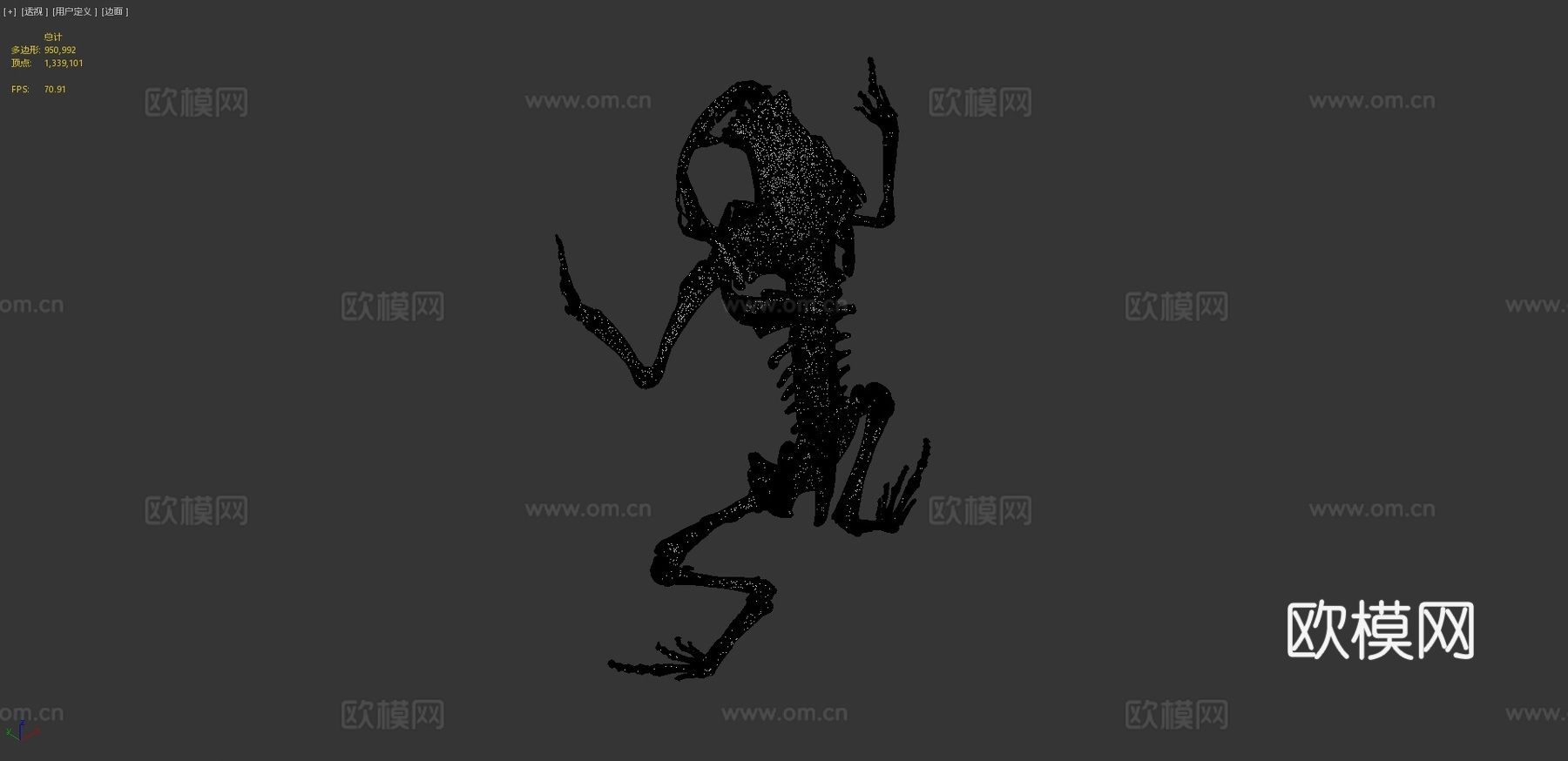 白线短头蟾3d模型