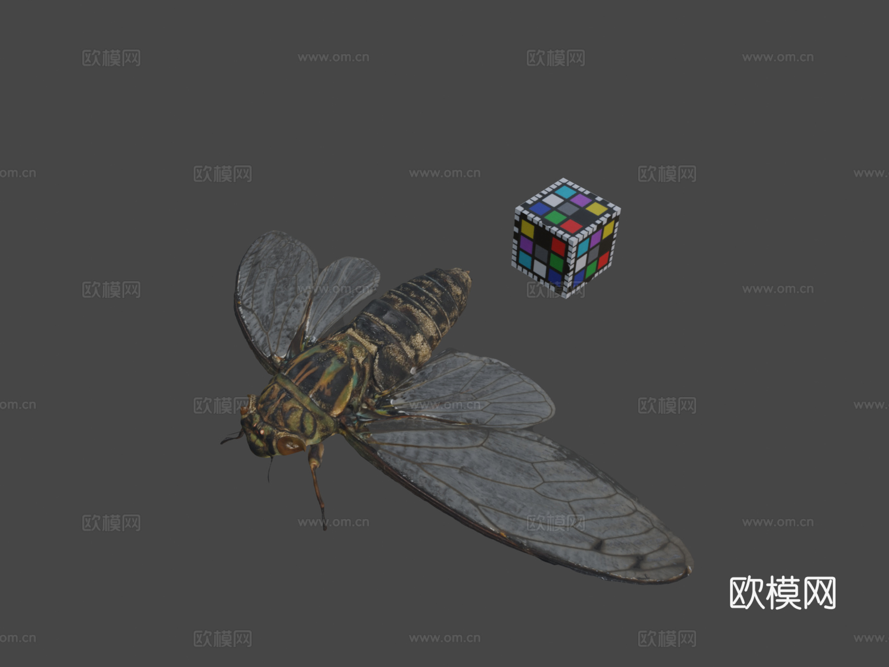 CC0 寒蝉♂ 寒蝉步行者3d模型