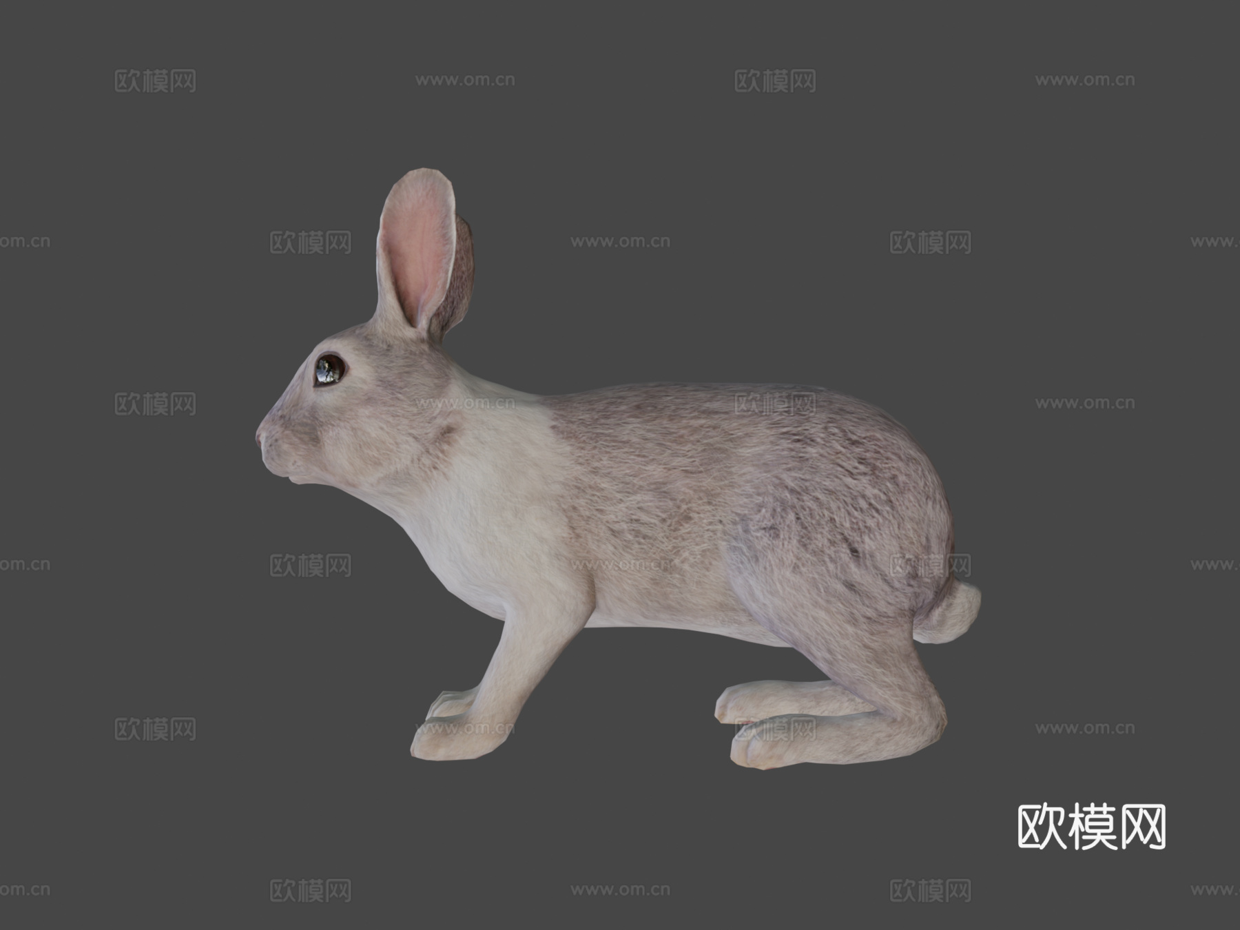 兔子动画3d模型