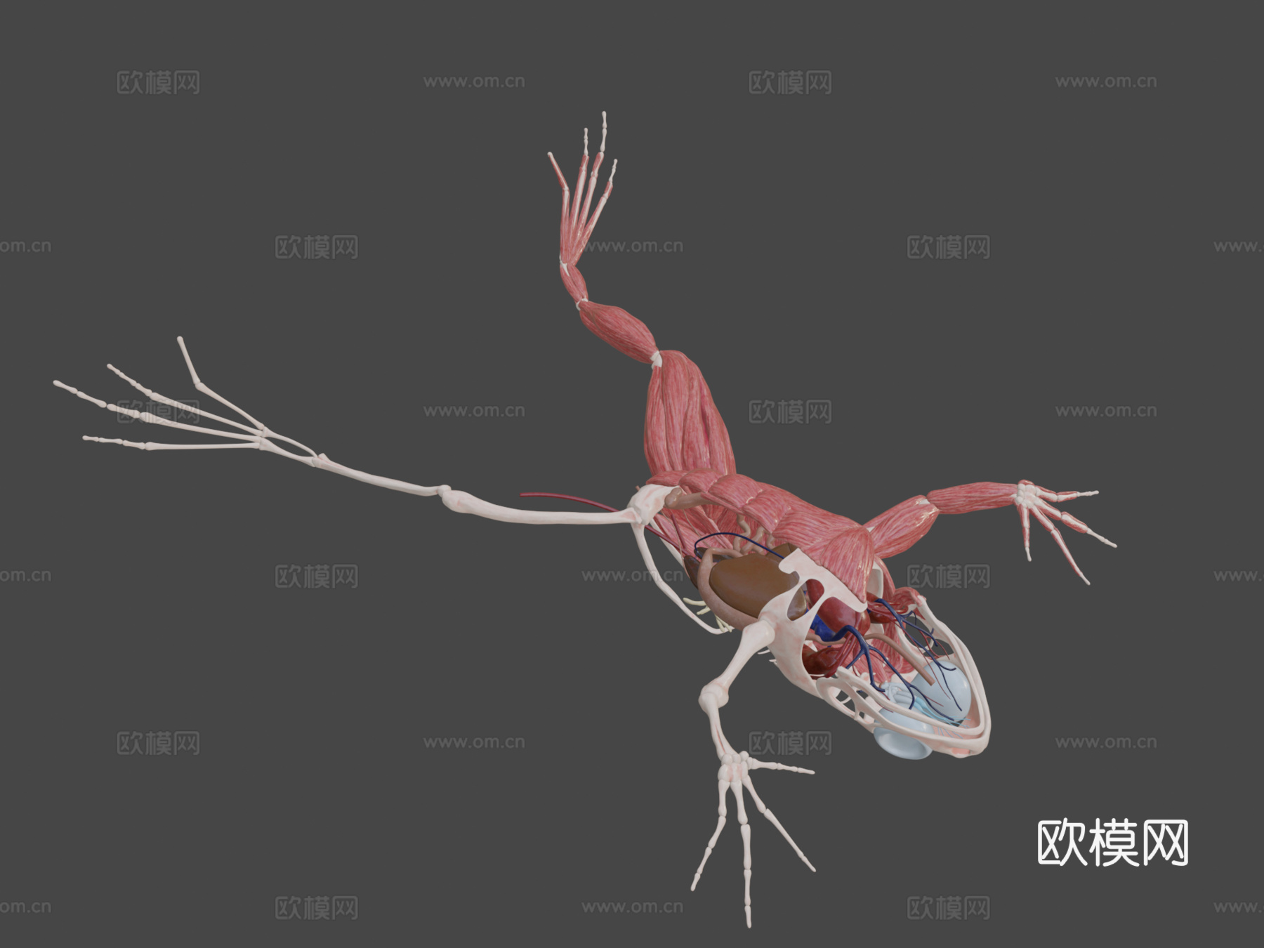 青蛙结构3d模型