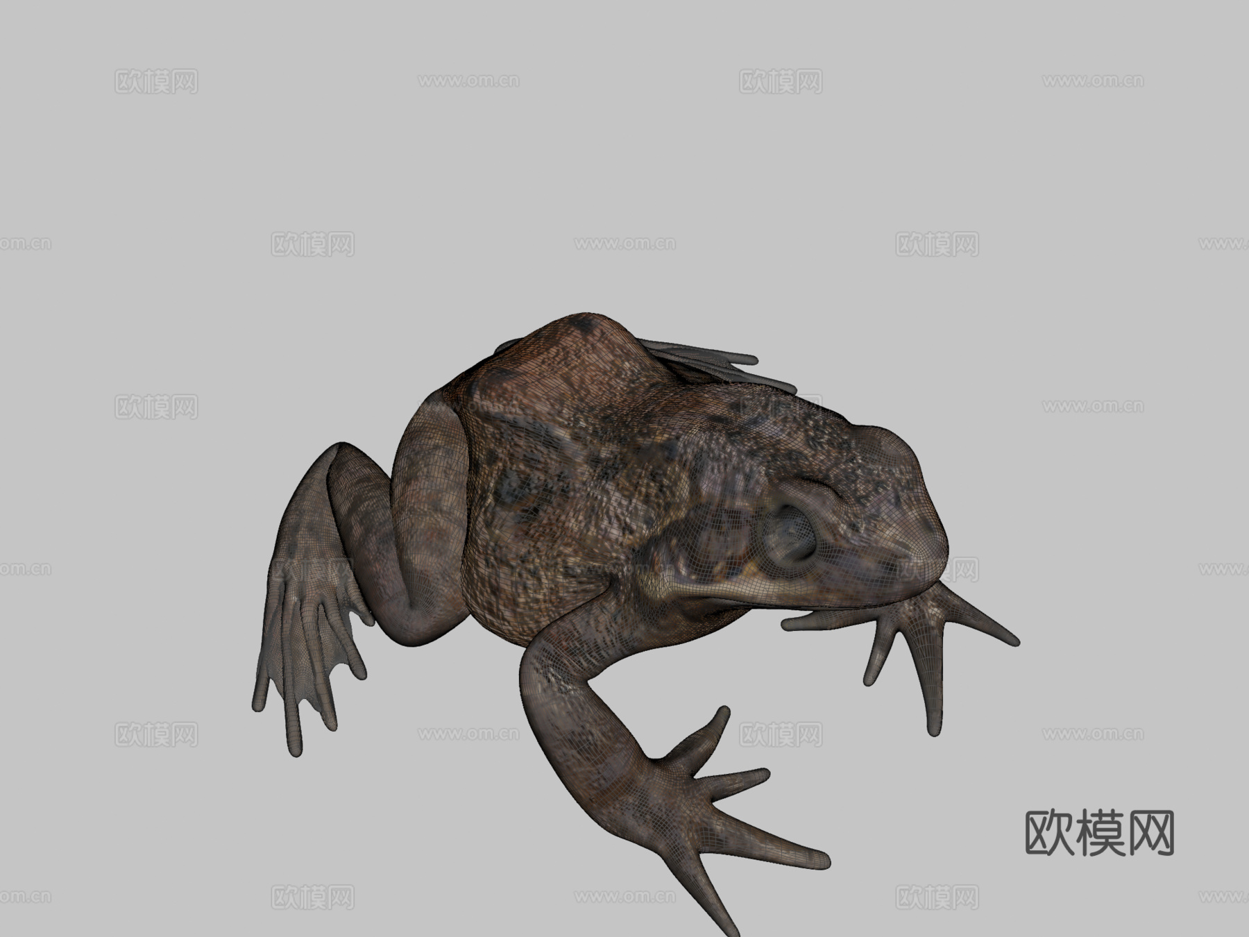 普通青蛙姿势制作中3d模型