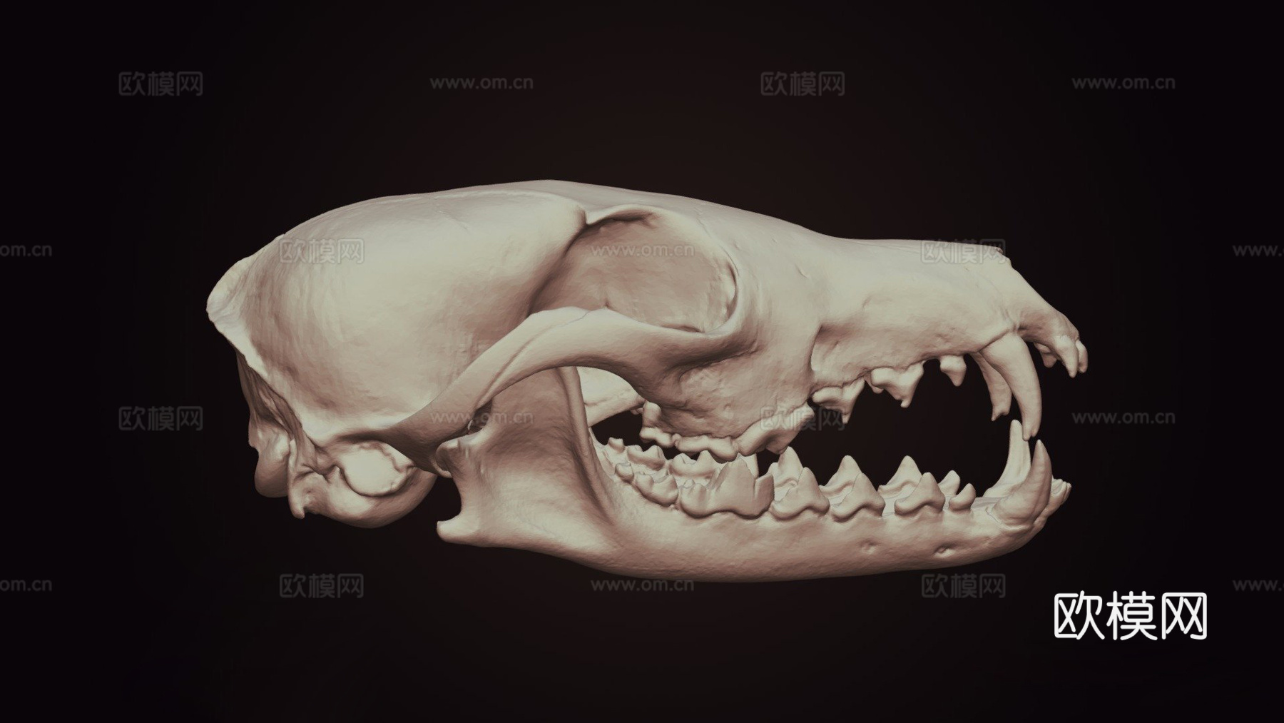 狐狸头骨3d模型