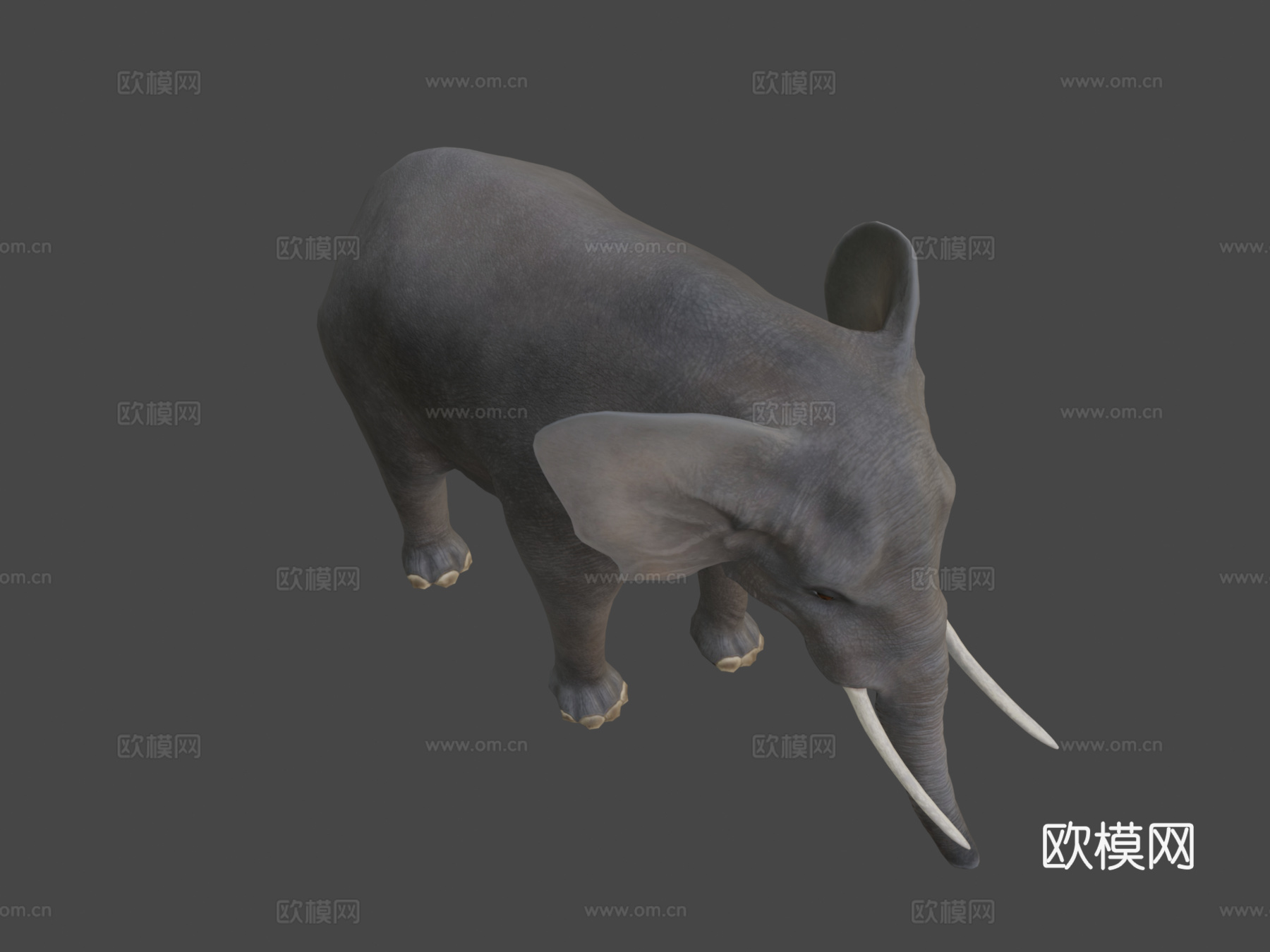 非洲象3d模型