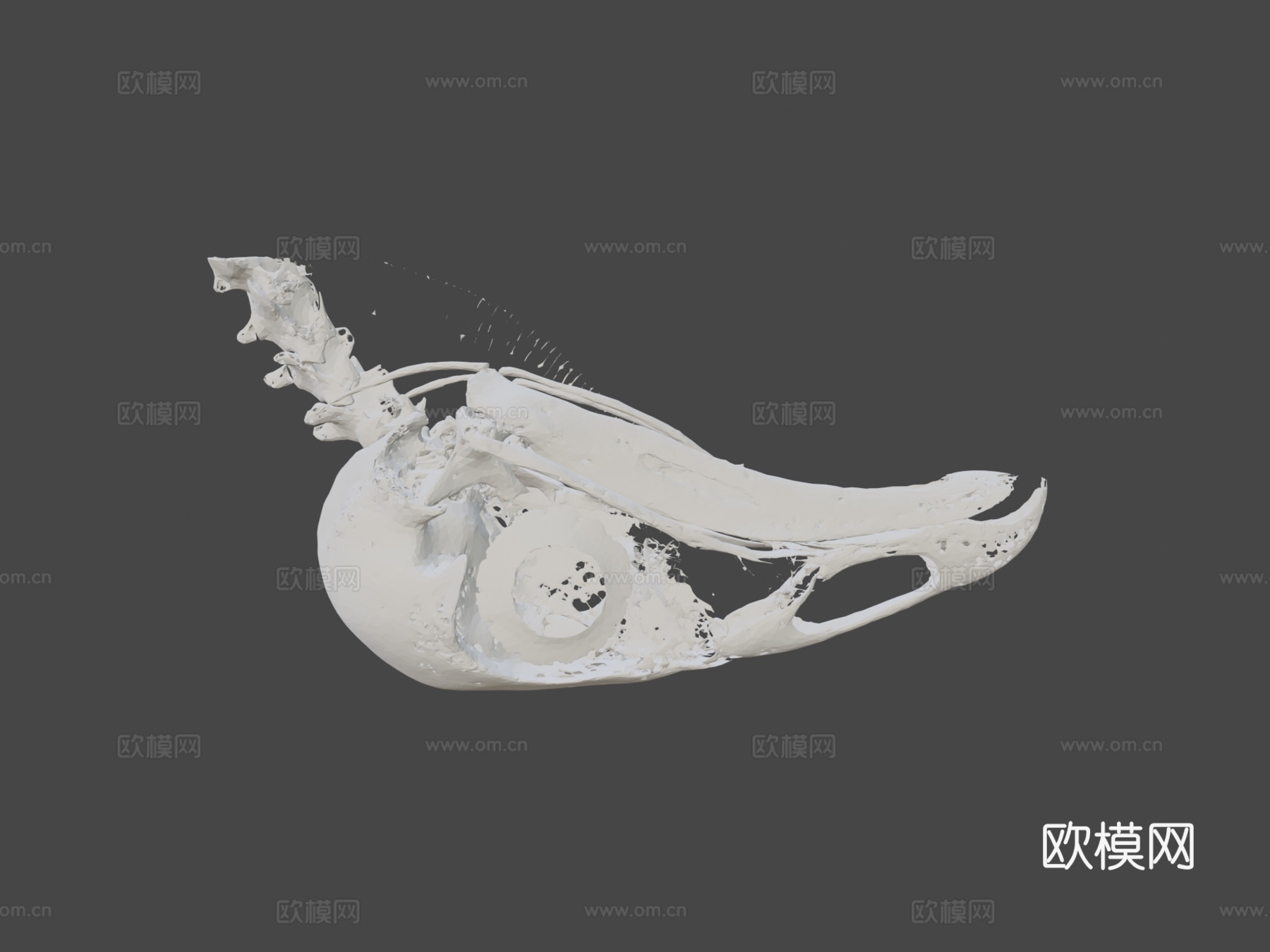 黑秃鹫头骨3d模型