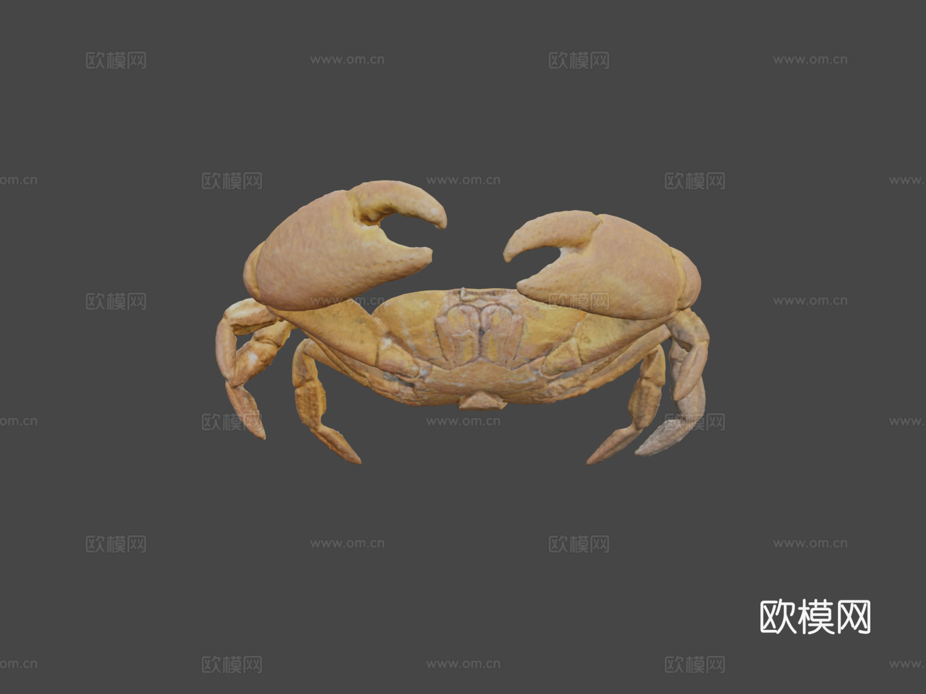雄性快速蟹-快速压缩3d模型