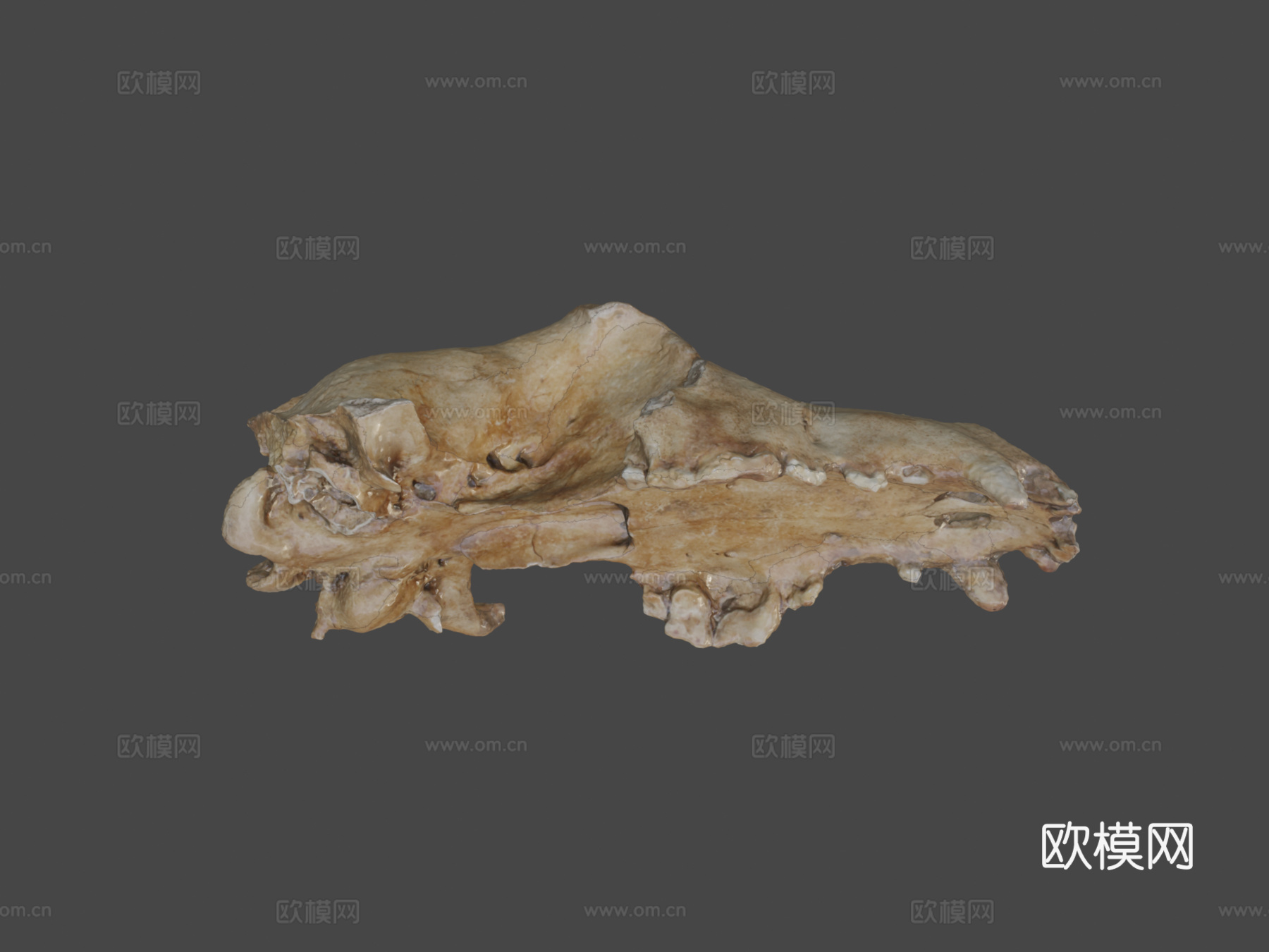 莱斯顿修道院发现2013-犬类头骨3d模型