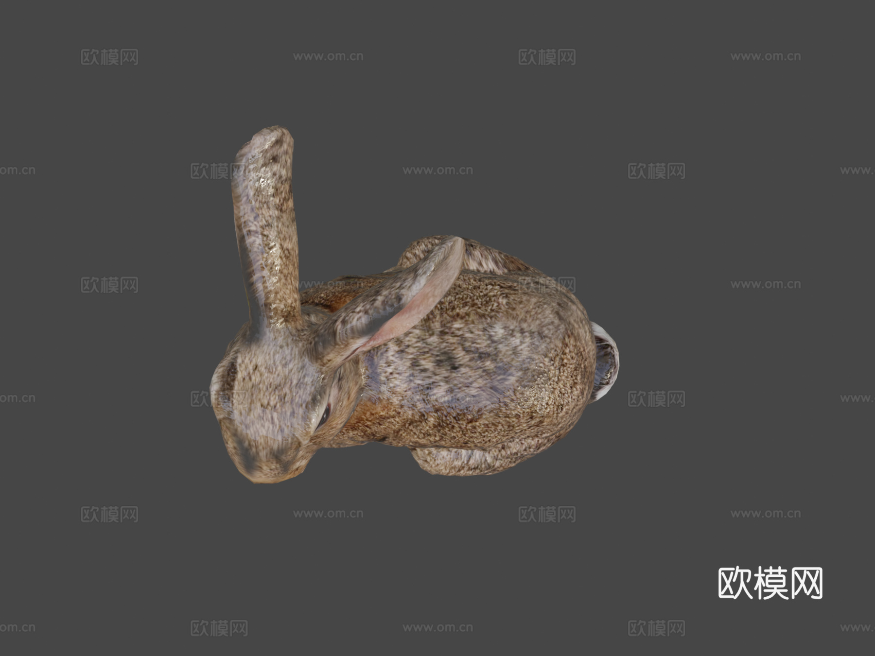 兔子3d模型