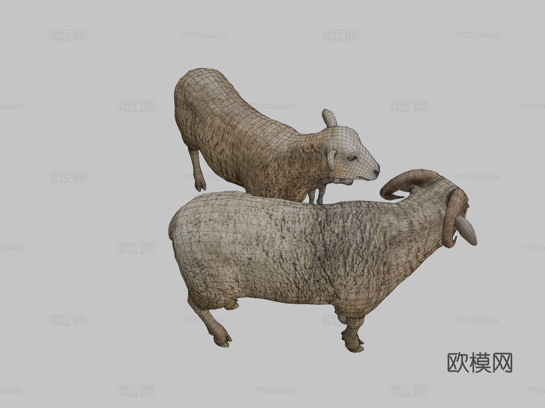 绵羊家族动画3d模型