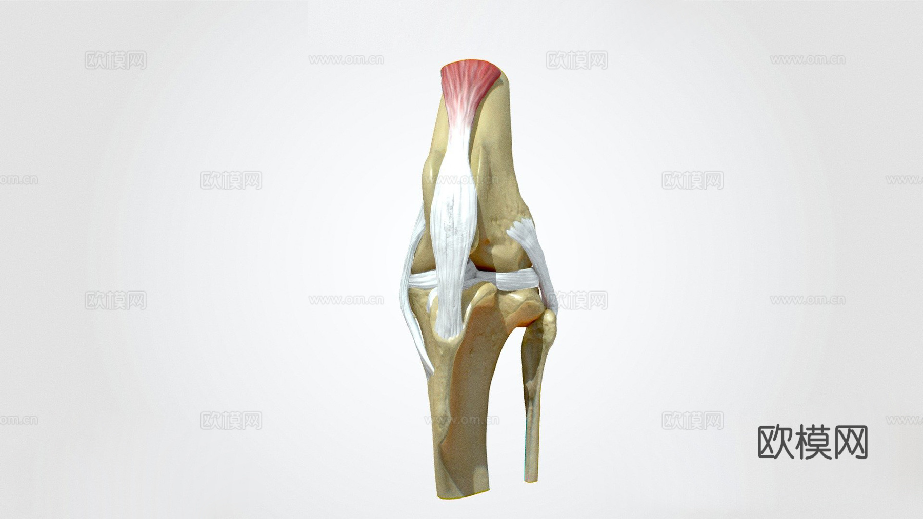 犬科动物膝关节解剖3d模型