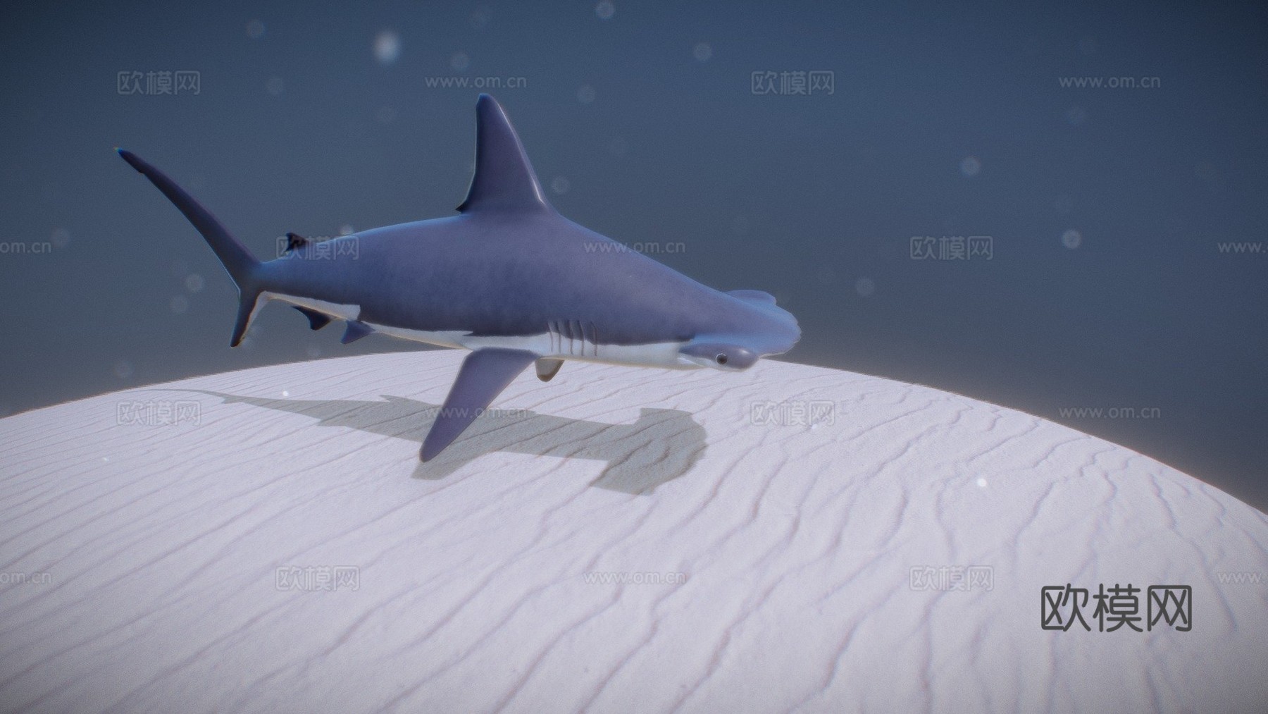 大锤头鲨3d模型