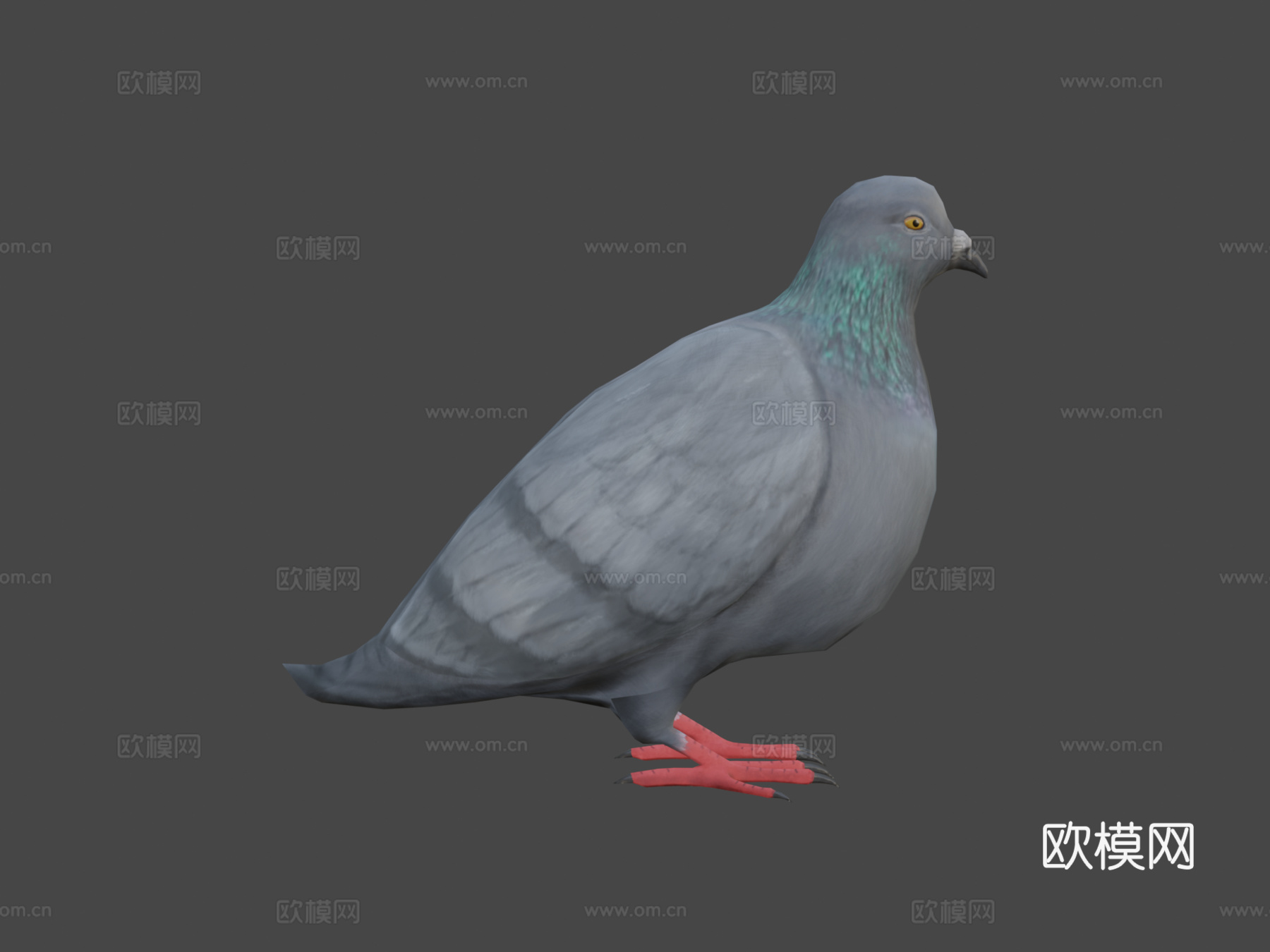 鸽子-3D模型-3d模型