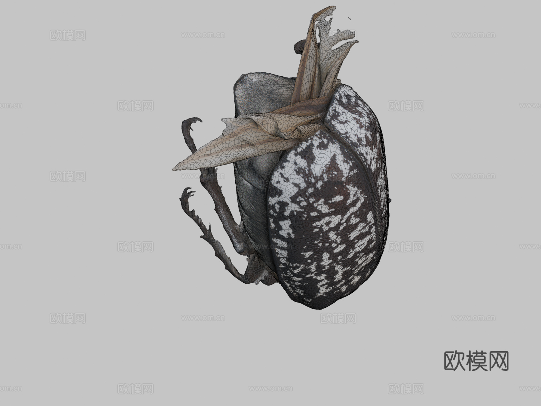 多叶甲虫(自然历史数字档案(DiNArDa))3d模型