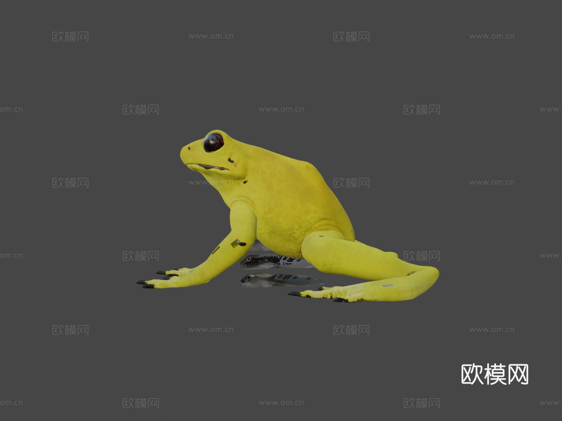金色箭毒蛙3d模型