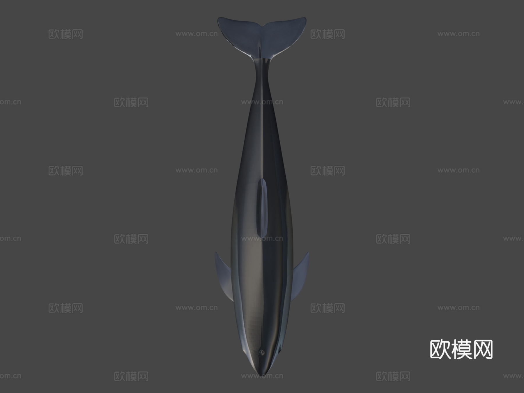 尼斯(港湾鼠海豚)-港湾鼠海豚3d模型