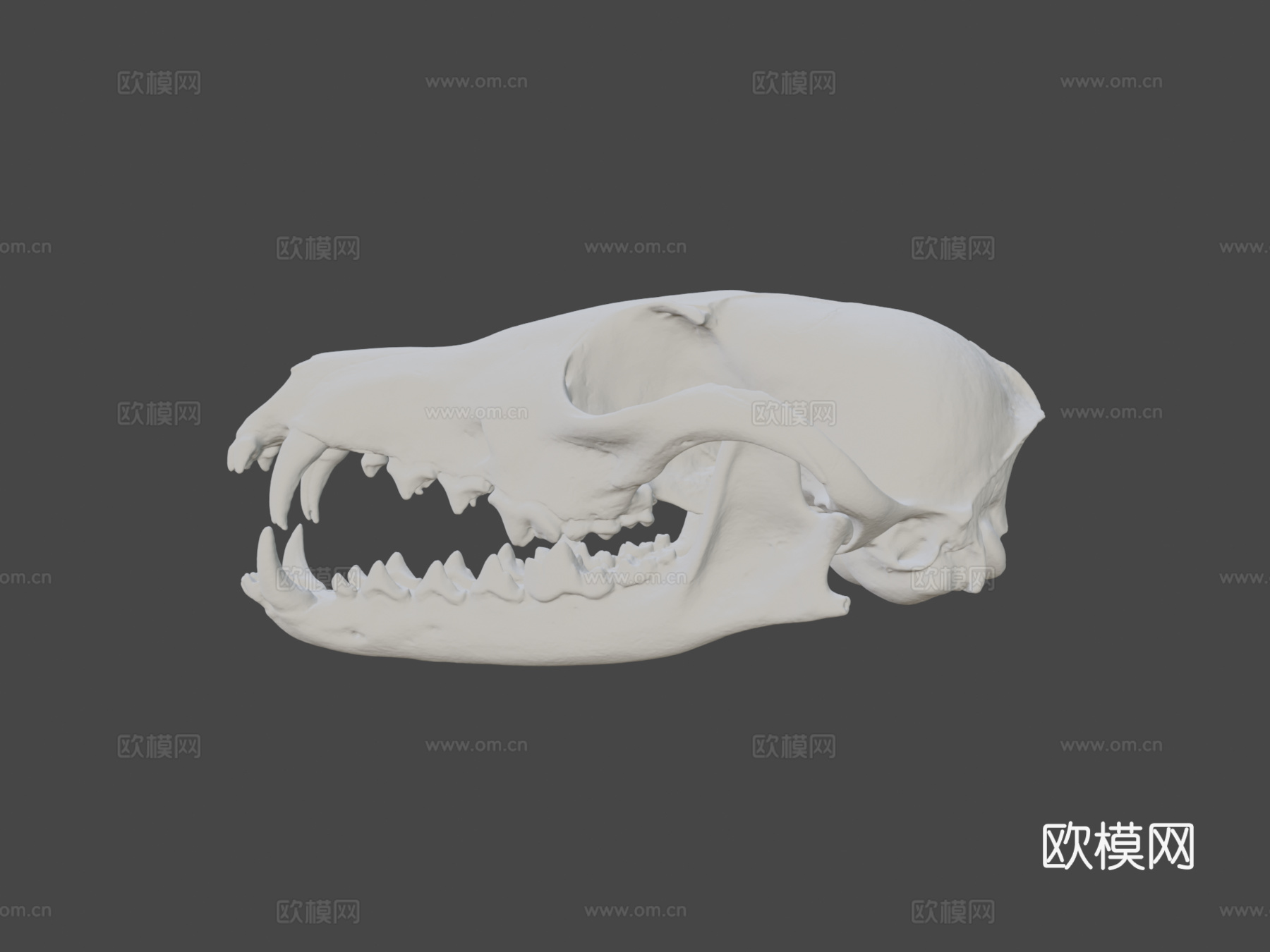 狐狸头骨3d模型