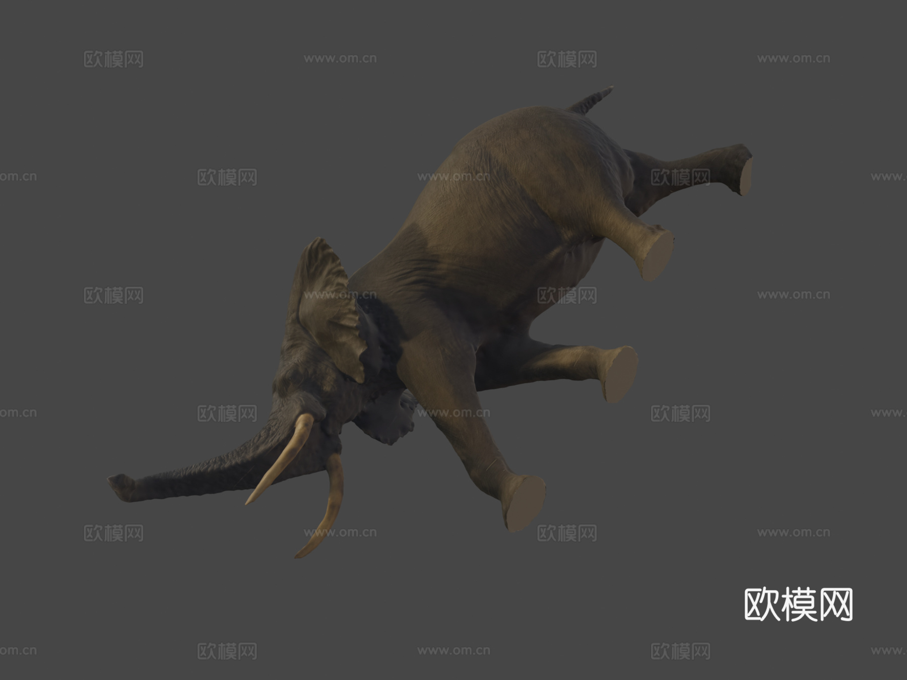 圆形大厅里的大象3d模型