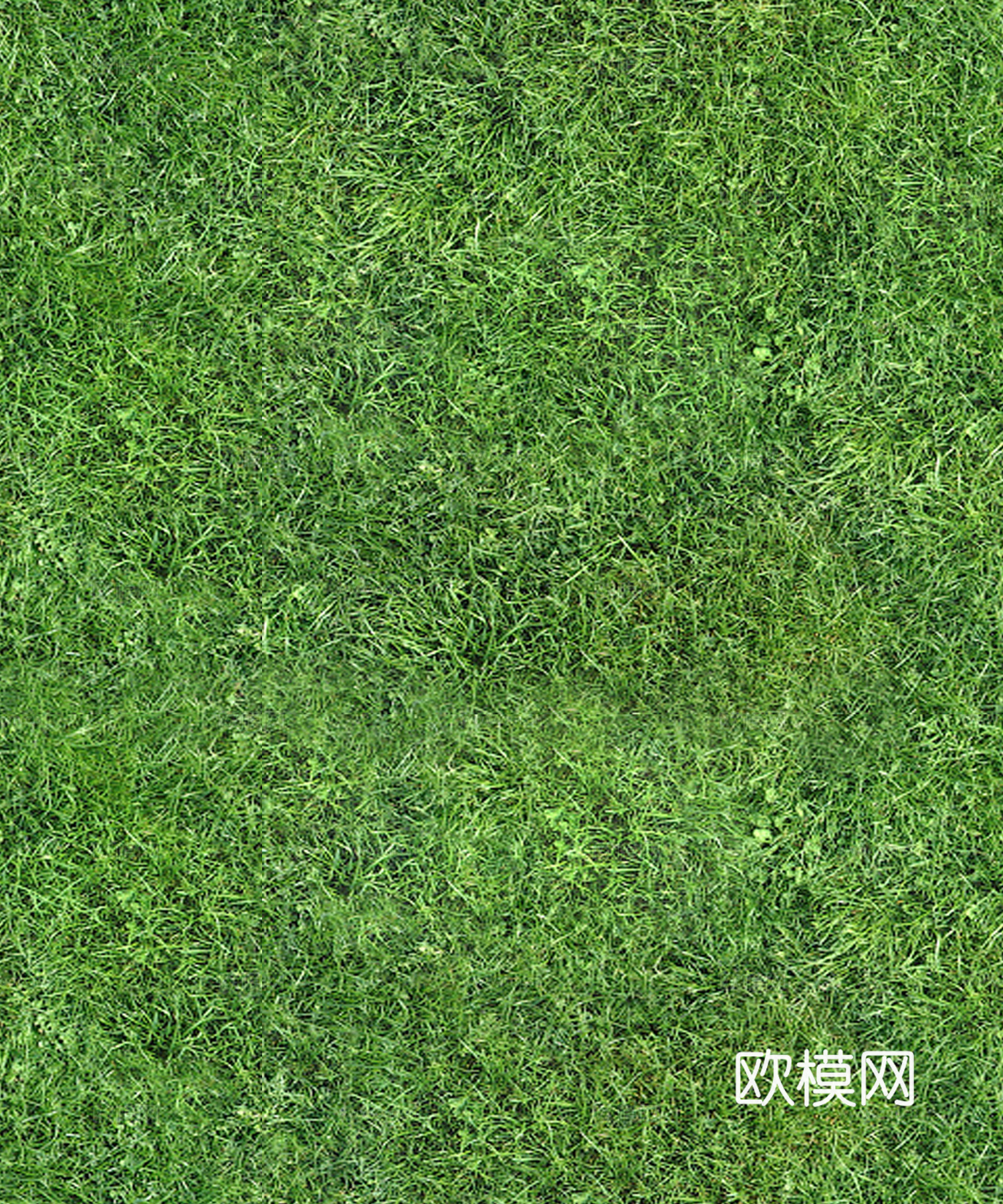 无缝绿色草地