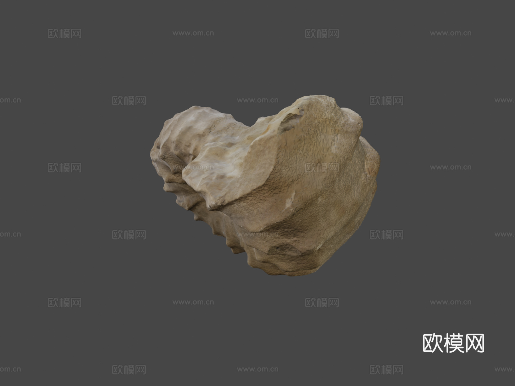罗托马根刺角菊石3d模型