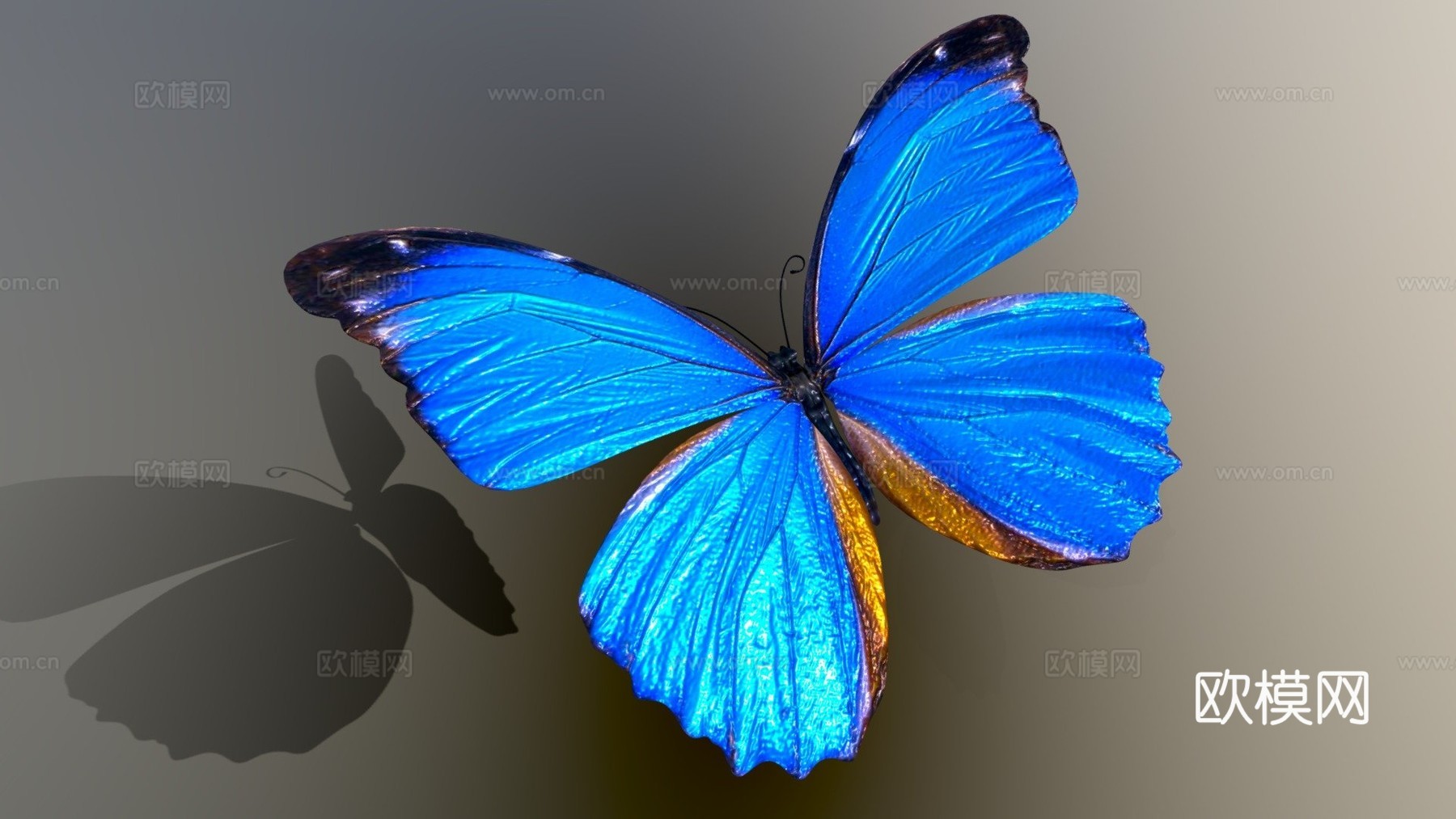 蓝蝴蝶3d模型