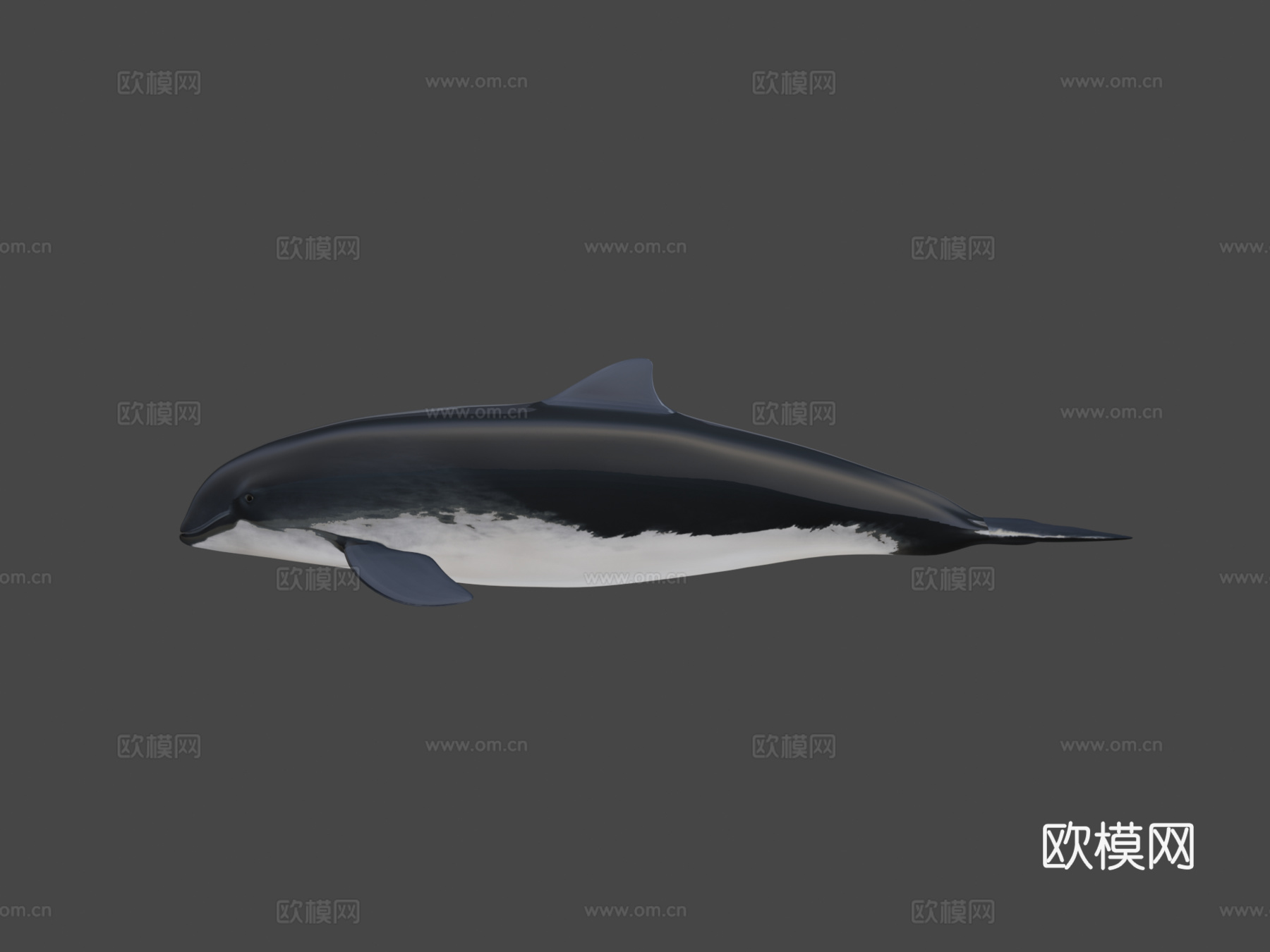 尼斯(港湾鼠海豚)-港湾鼠海豚3d模型