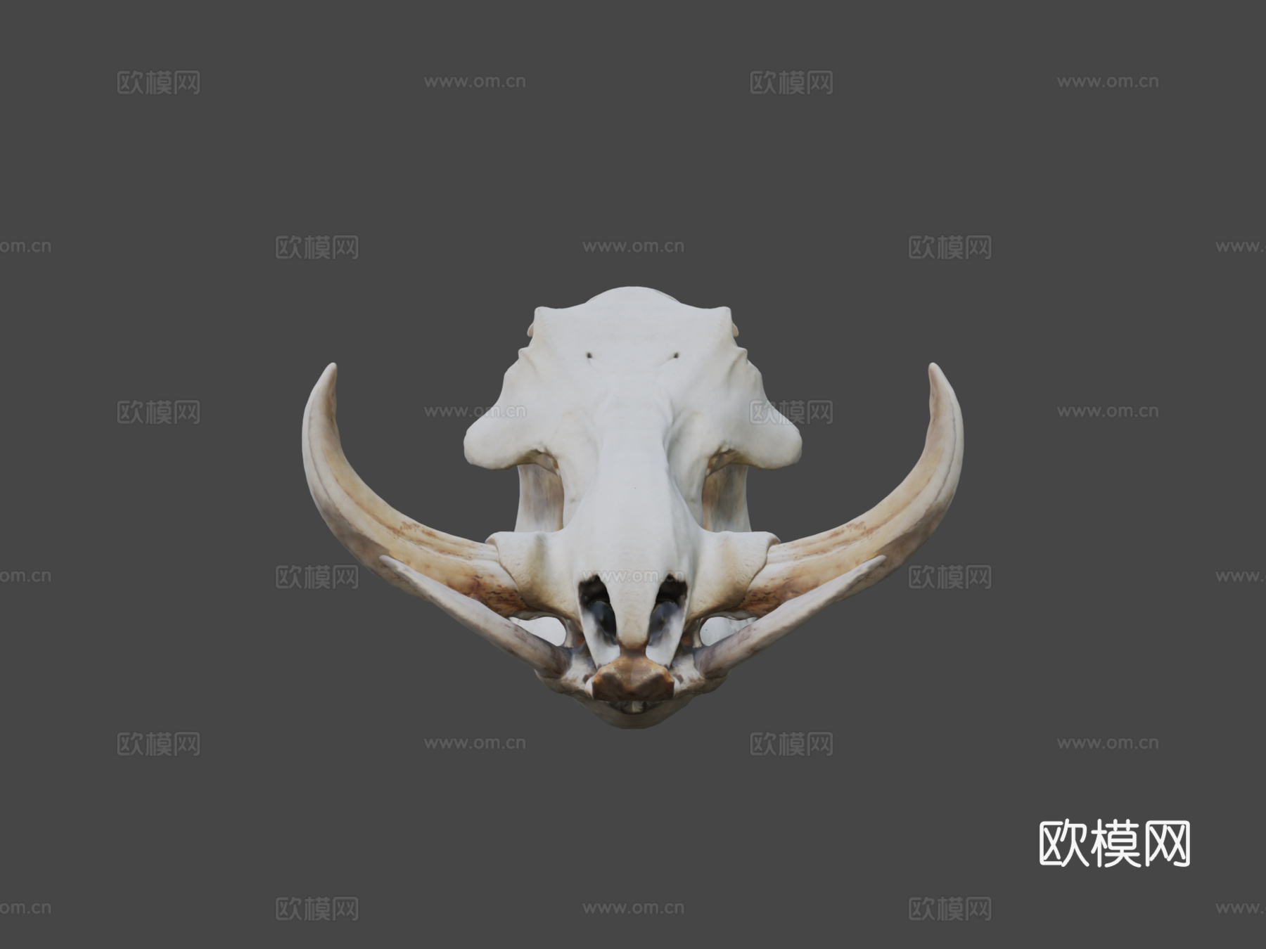 疣猪头骨3d模型