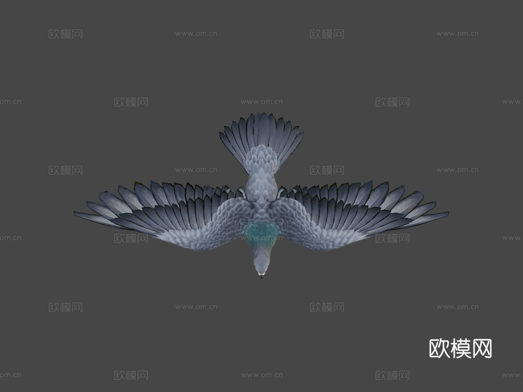 鸽子飞翔3d模型