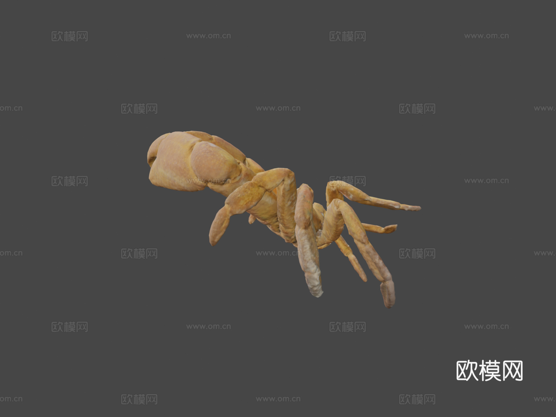 雄性快速蟹-快速压缩3d模型