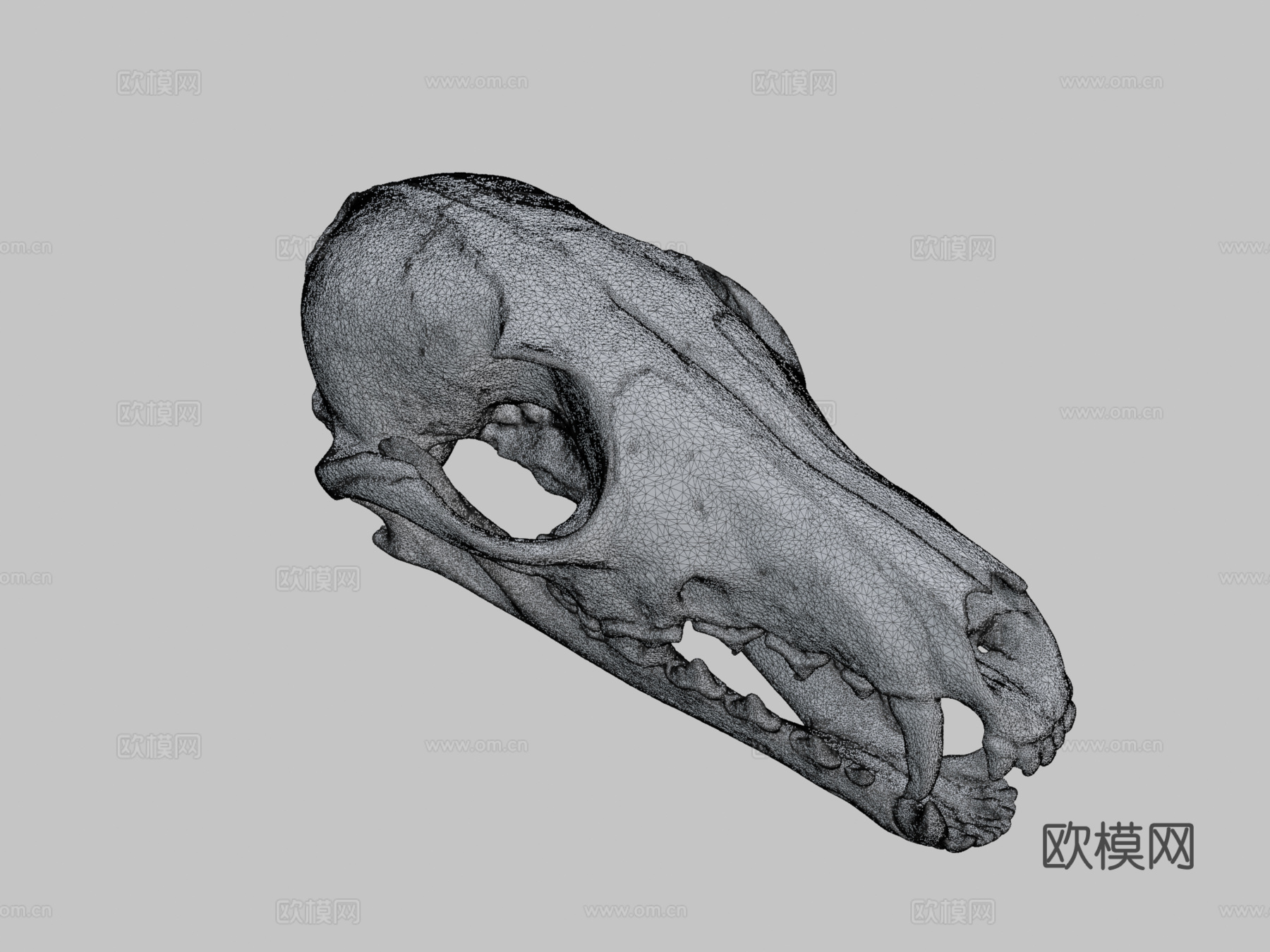 狐狸头骨3d模型