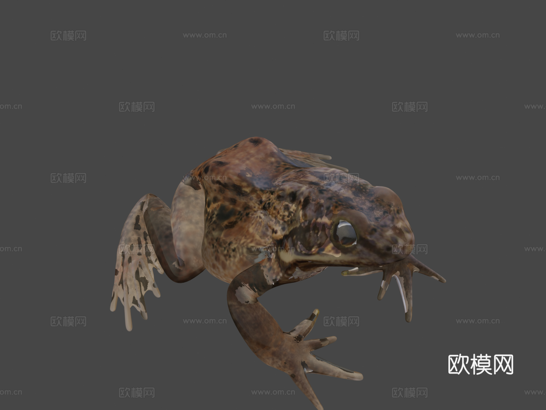 普通青蛙姿势制作中3d模型