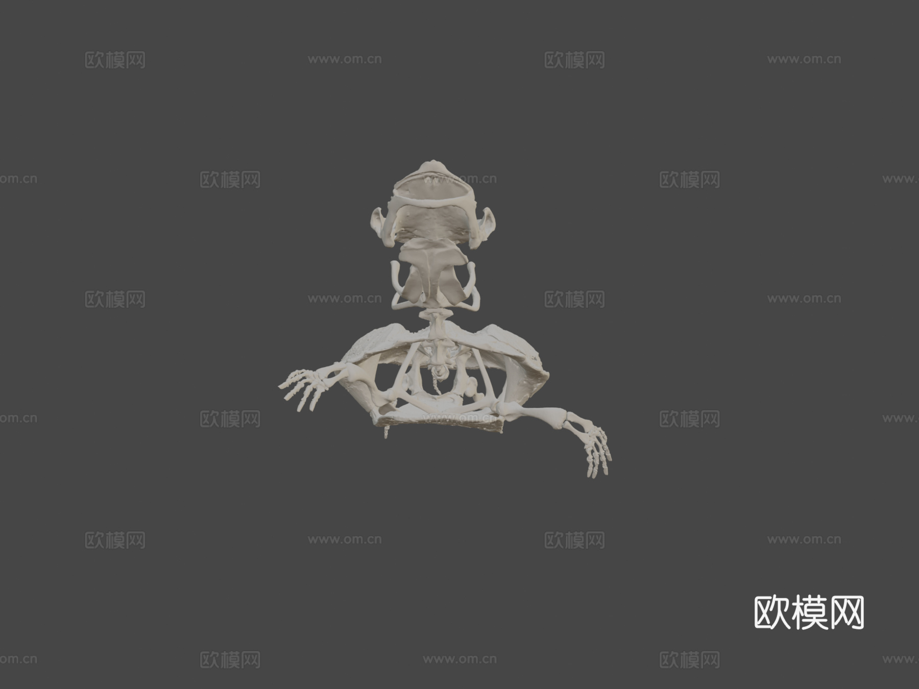 玛塔玛塔龟3d模型
