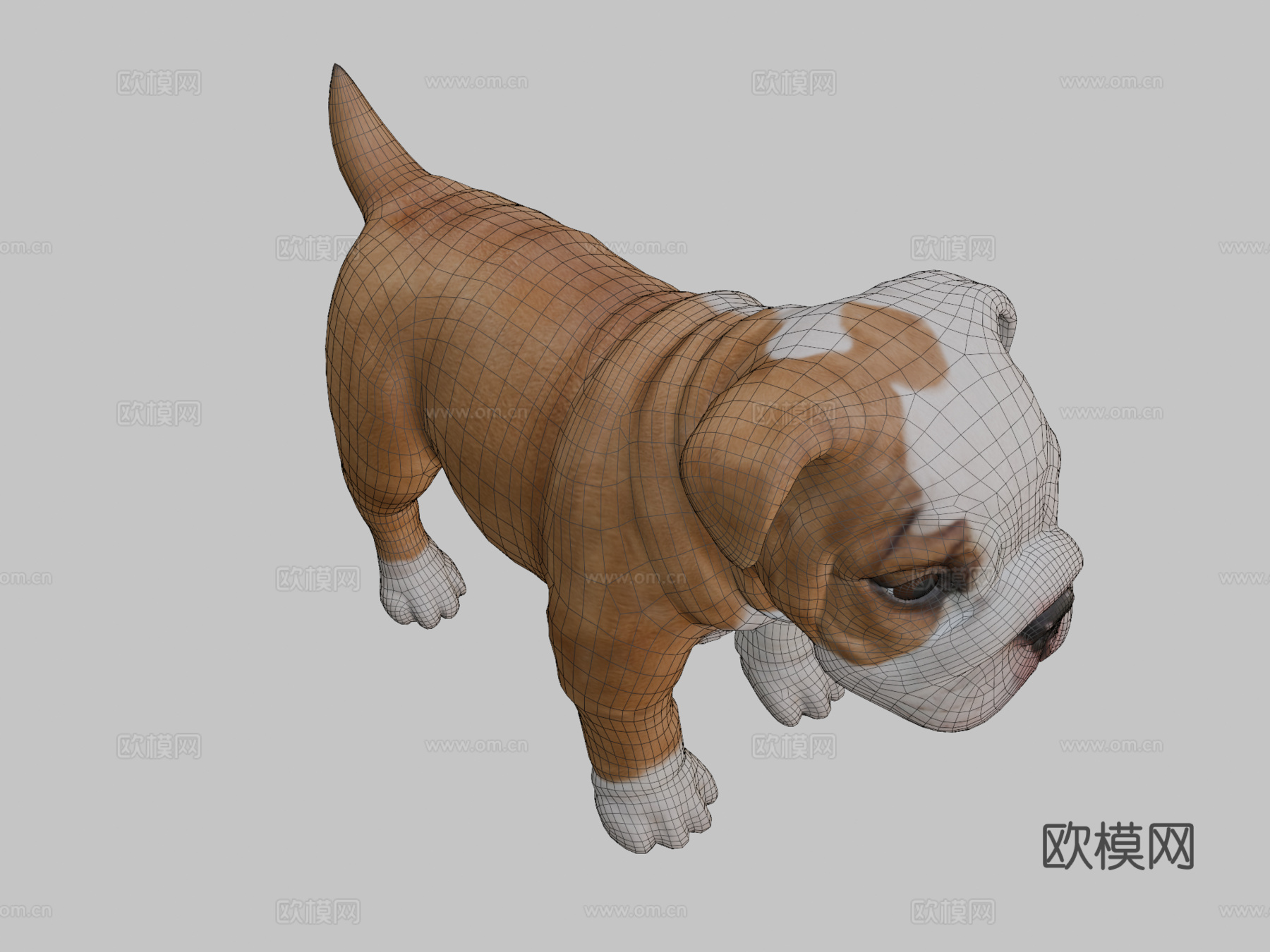斗牛犬幼崽3d模型