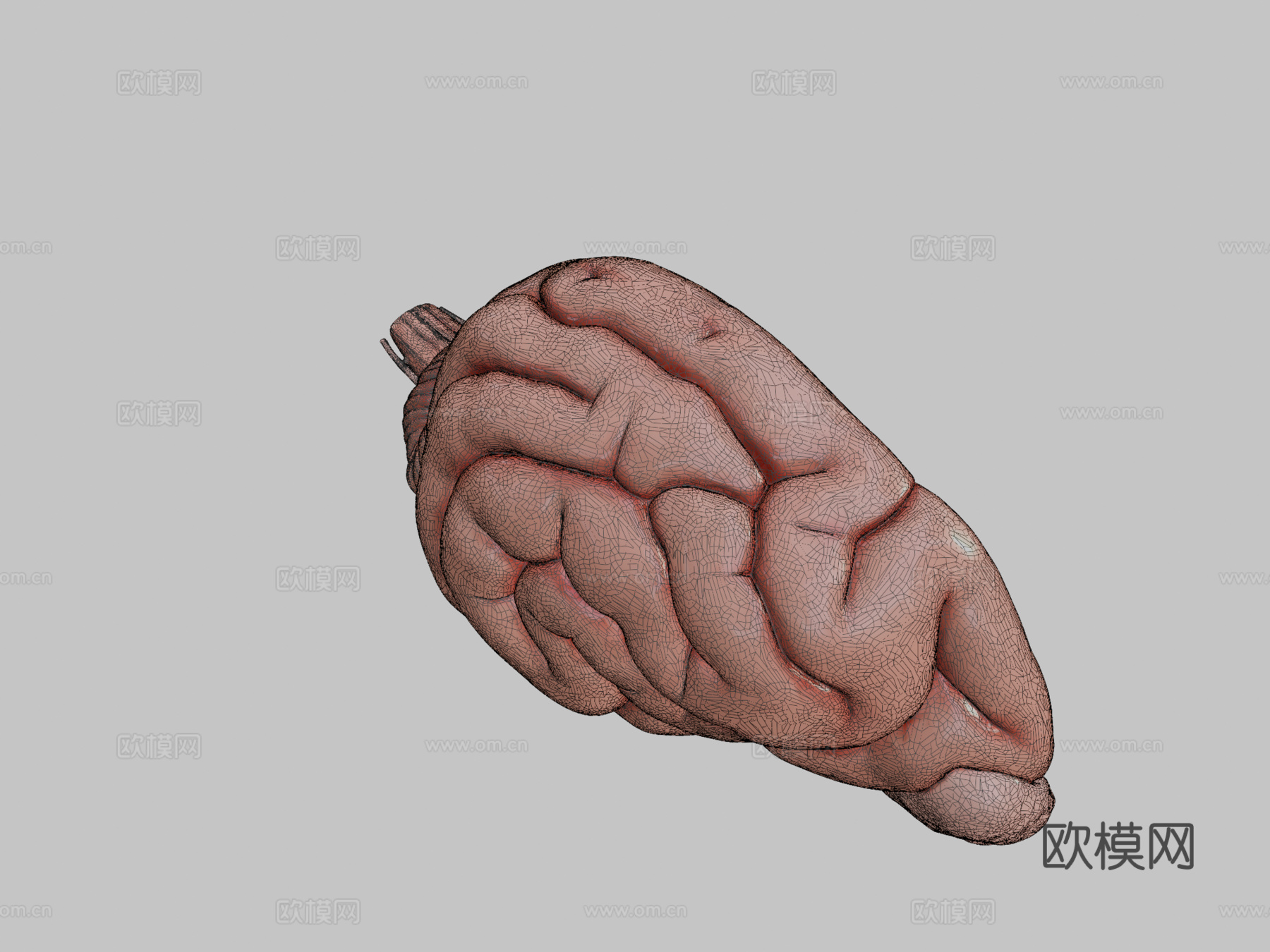 犬科动物脑与脑干解剖3d模型