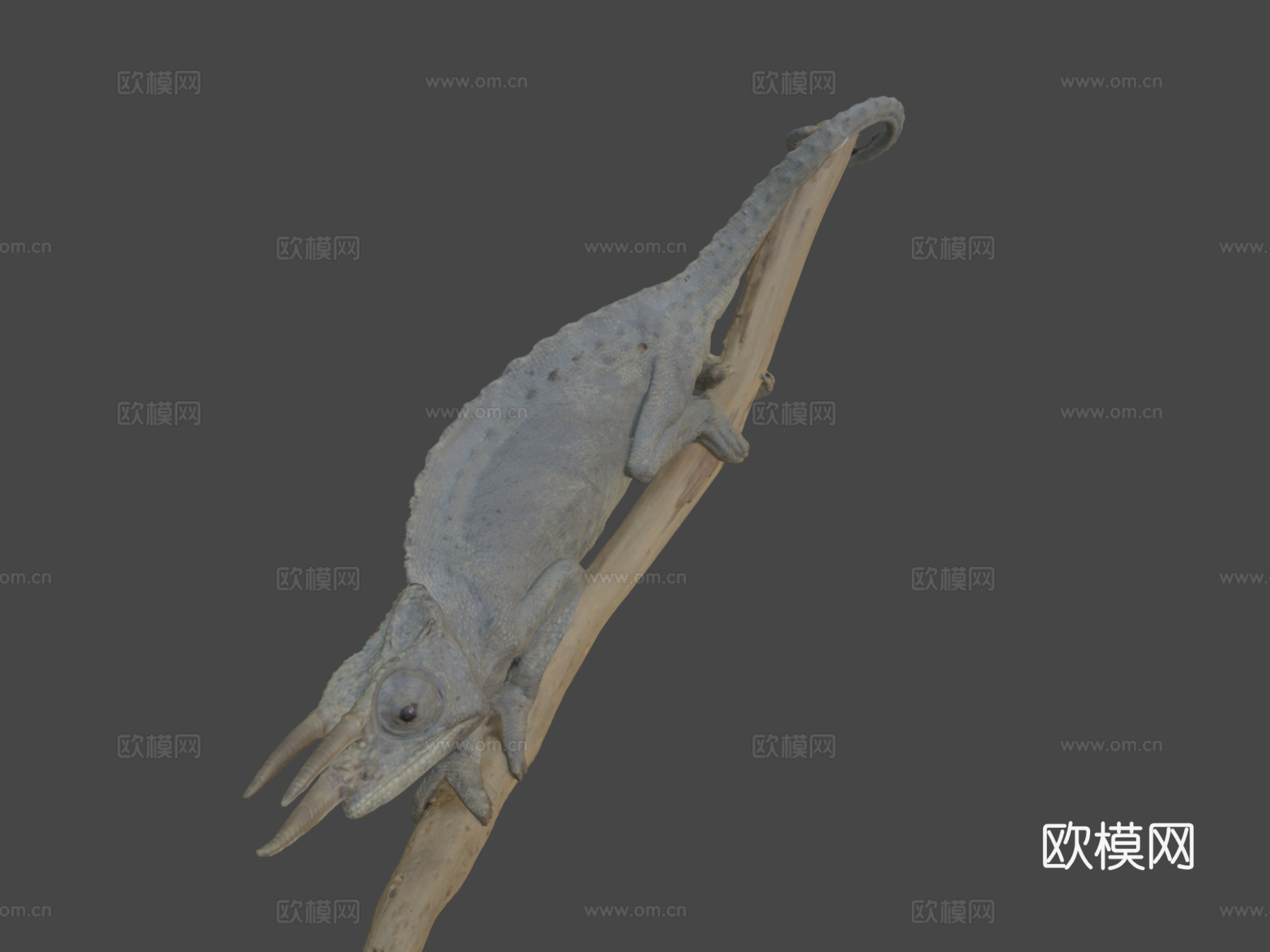 杰克逊变色龙3d模型