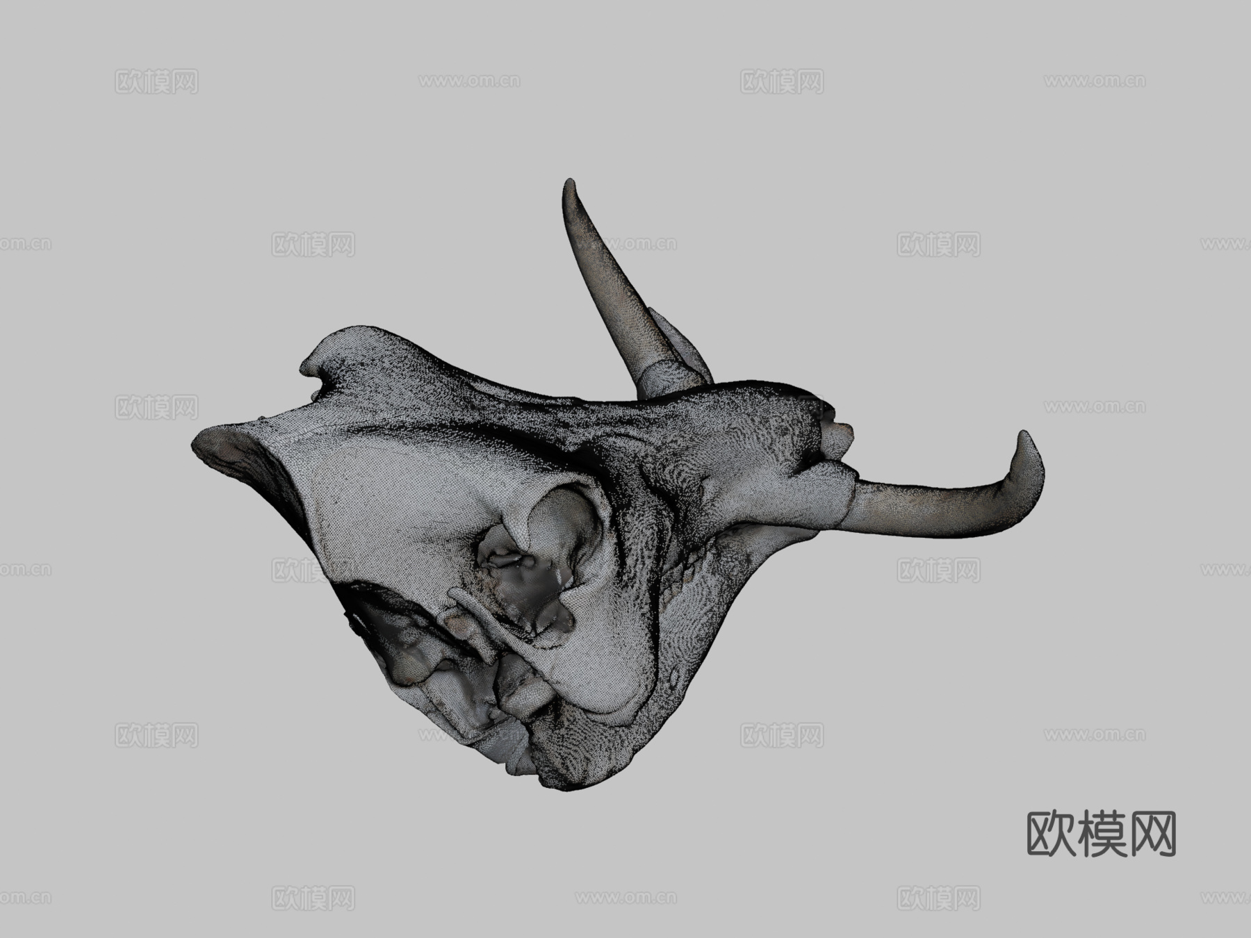 疣猪头骨3d模型