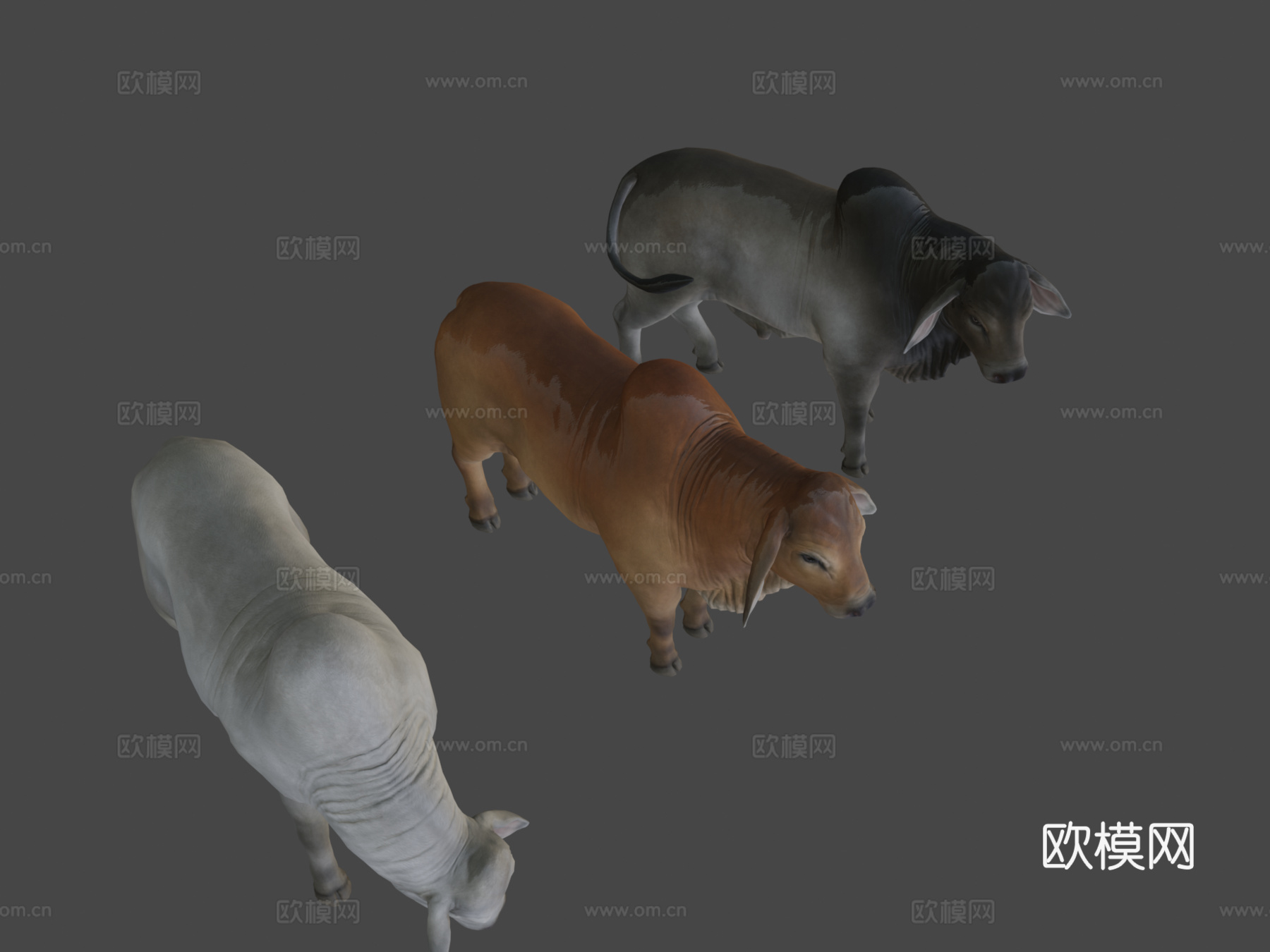 婆罗门公牛3d模型