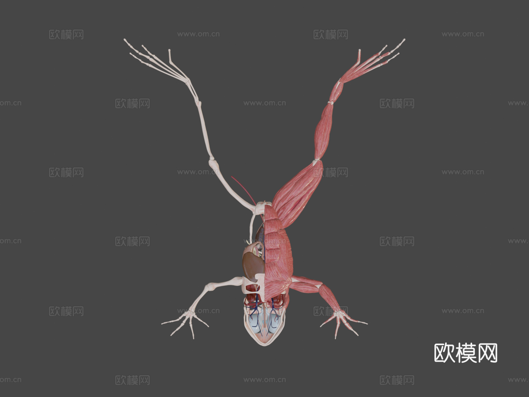 青蛙结构3d模型