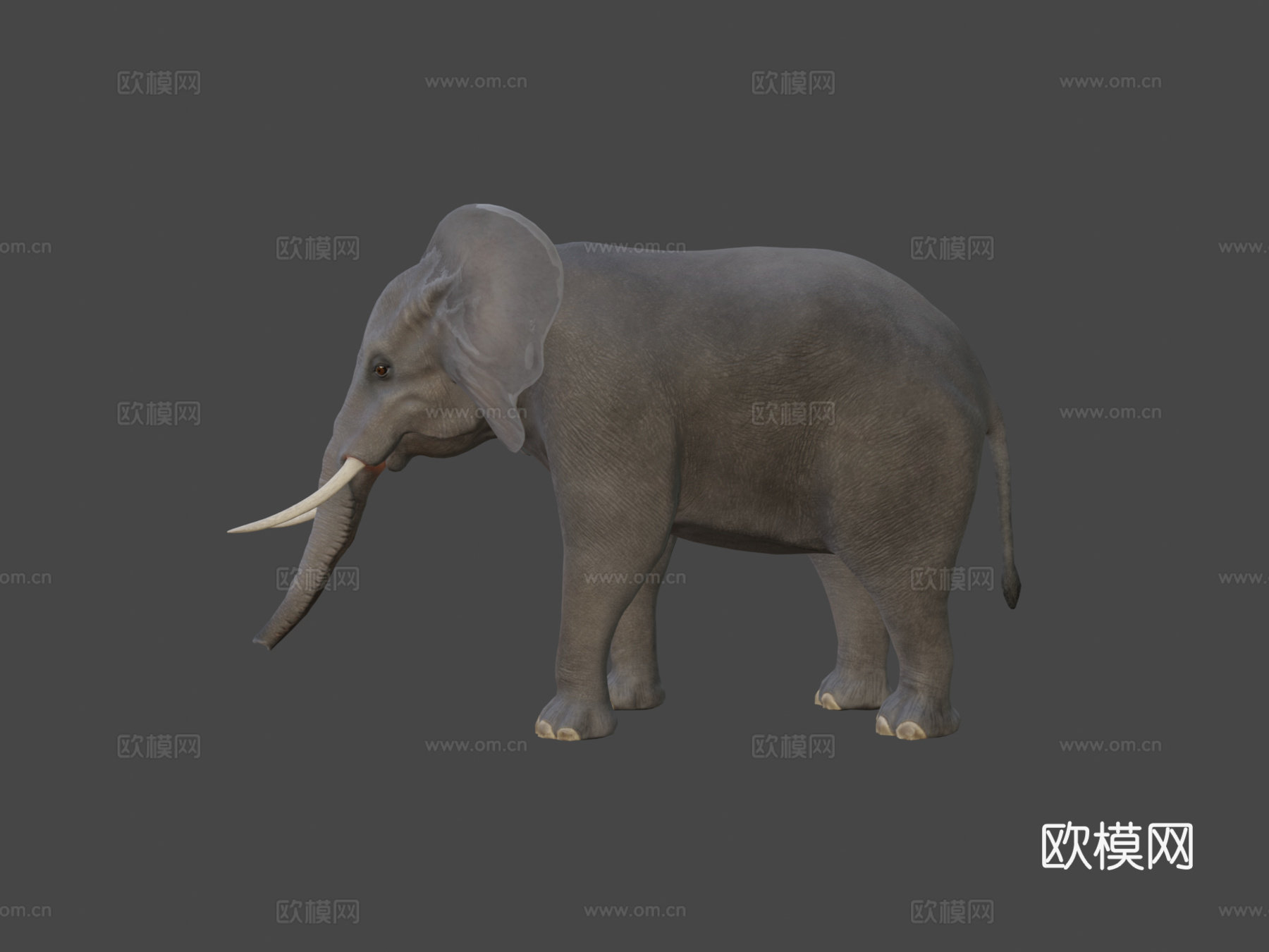 非洲象3d模型