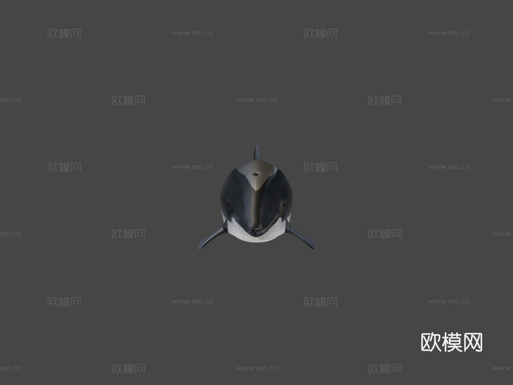 尼斯(港湾鼠海豚)-港湾鼠海豚3d模型