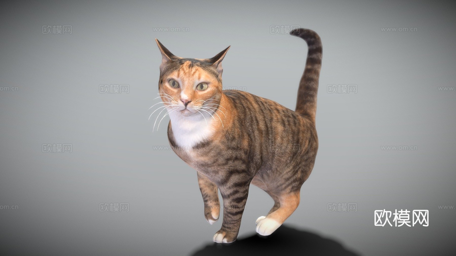 猫253d模型