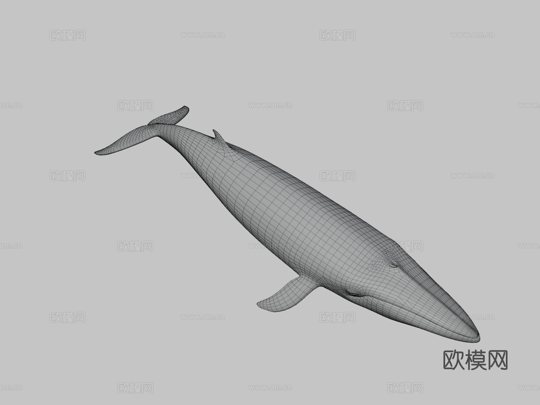 小须鲸3d模型