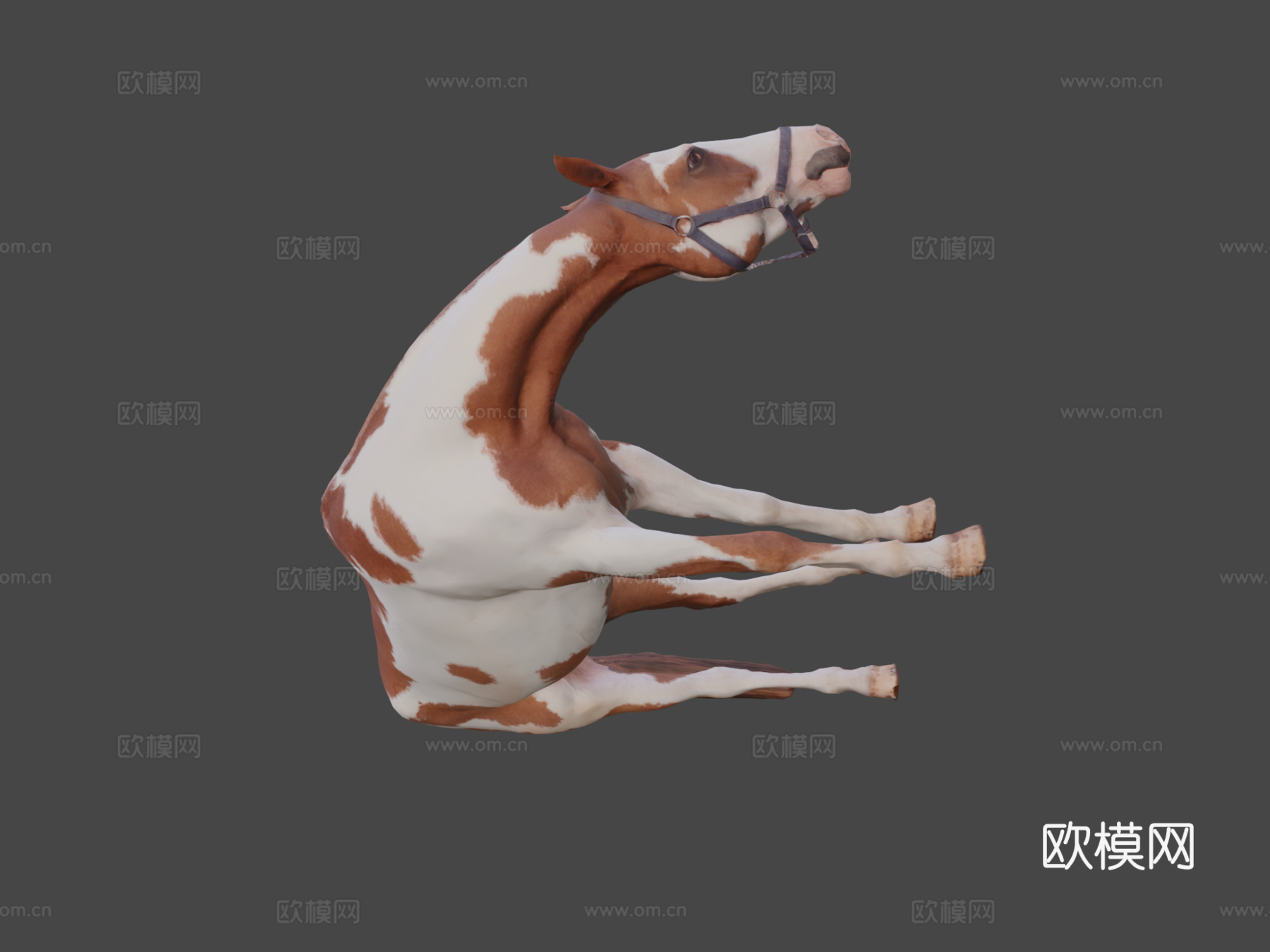 马 - 姿势43d模型