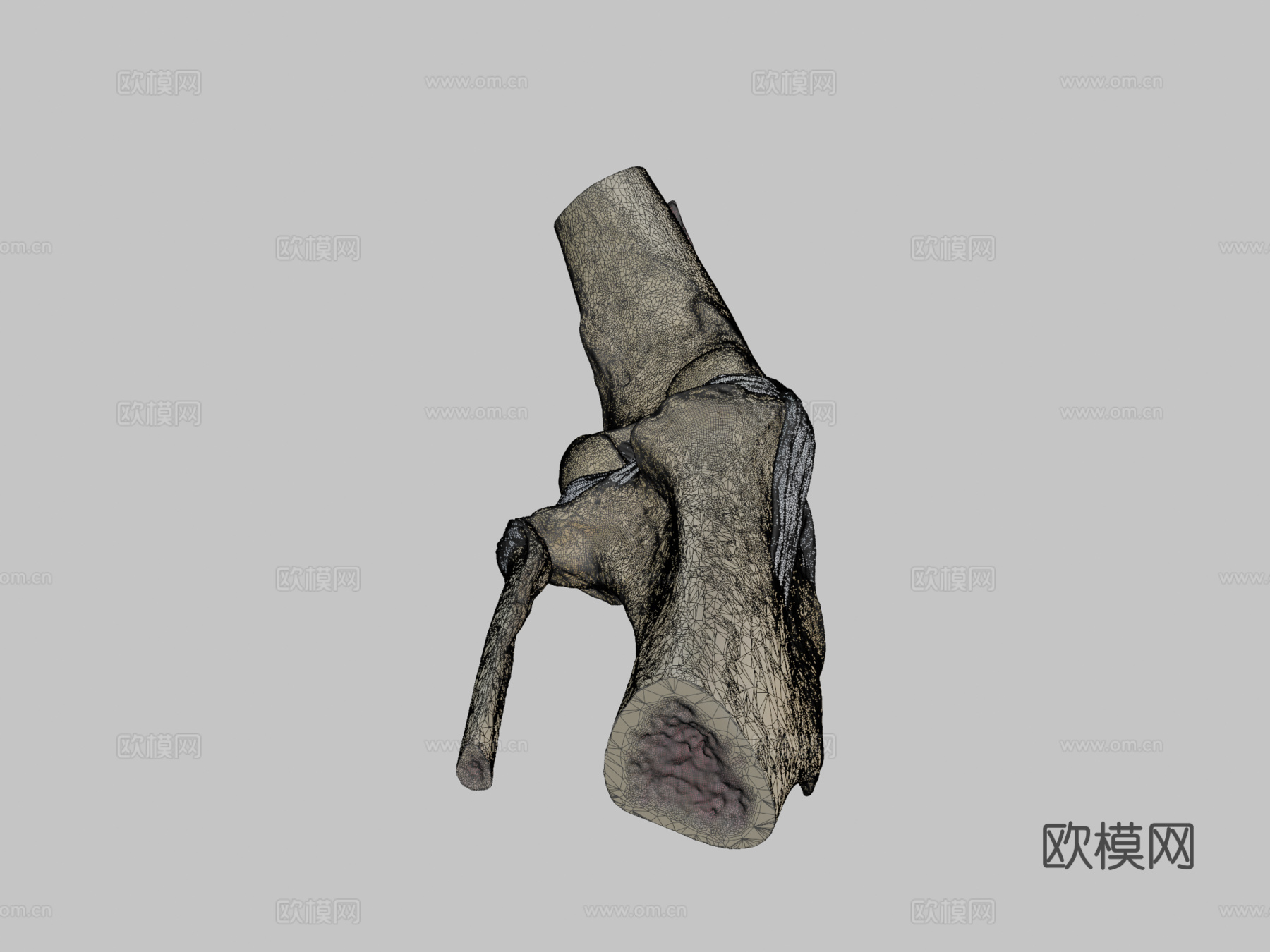 犬科动物膝关节解剖3d模型