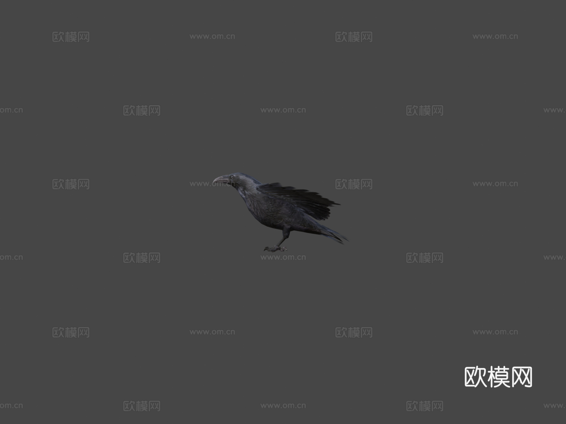 低多边形黑乌鸦野生鸟3d模型