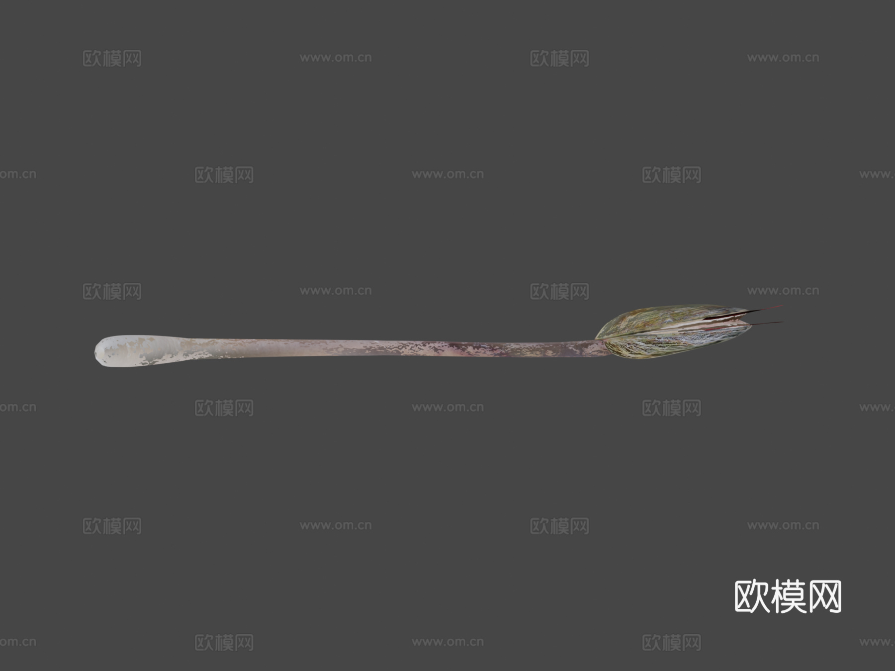 澄江舌形贝3d模型