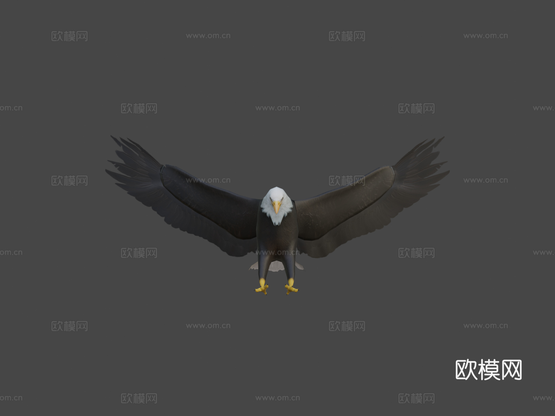 白头鹰3d模型