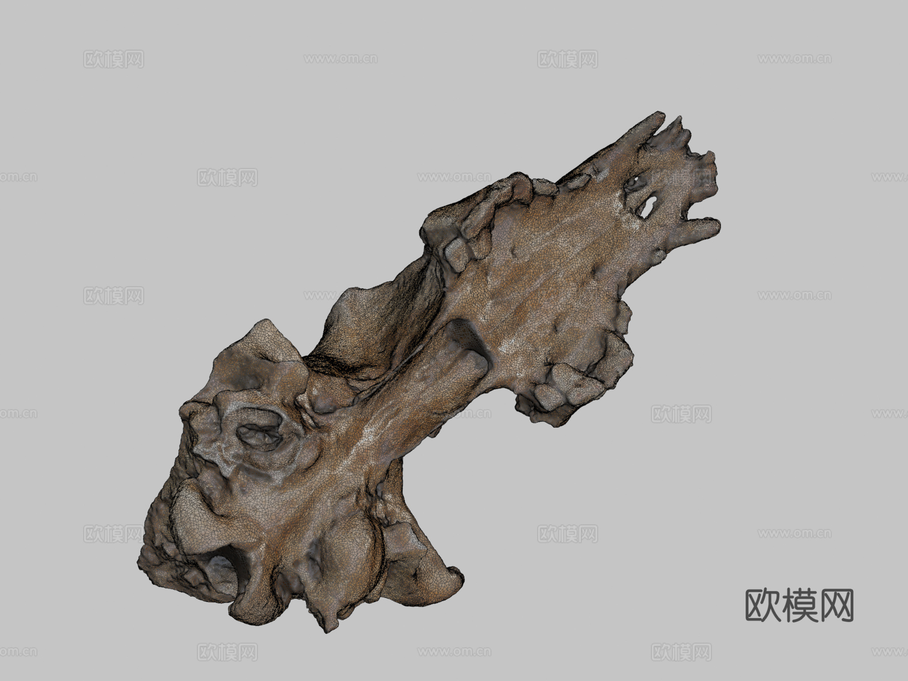 莱斯顿修道院发现2013-犬类头骨3d模型