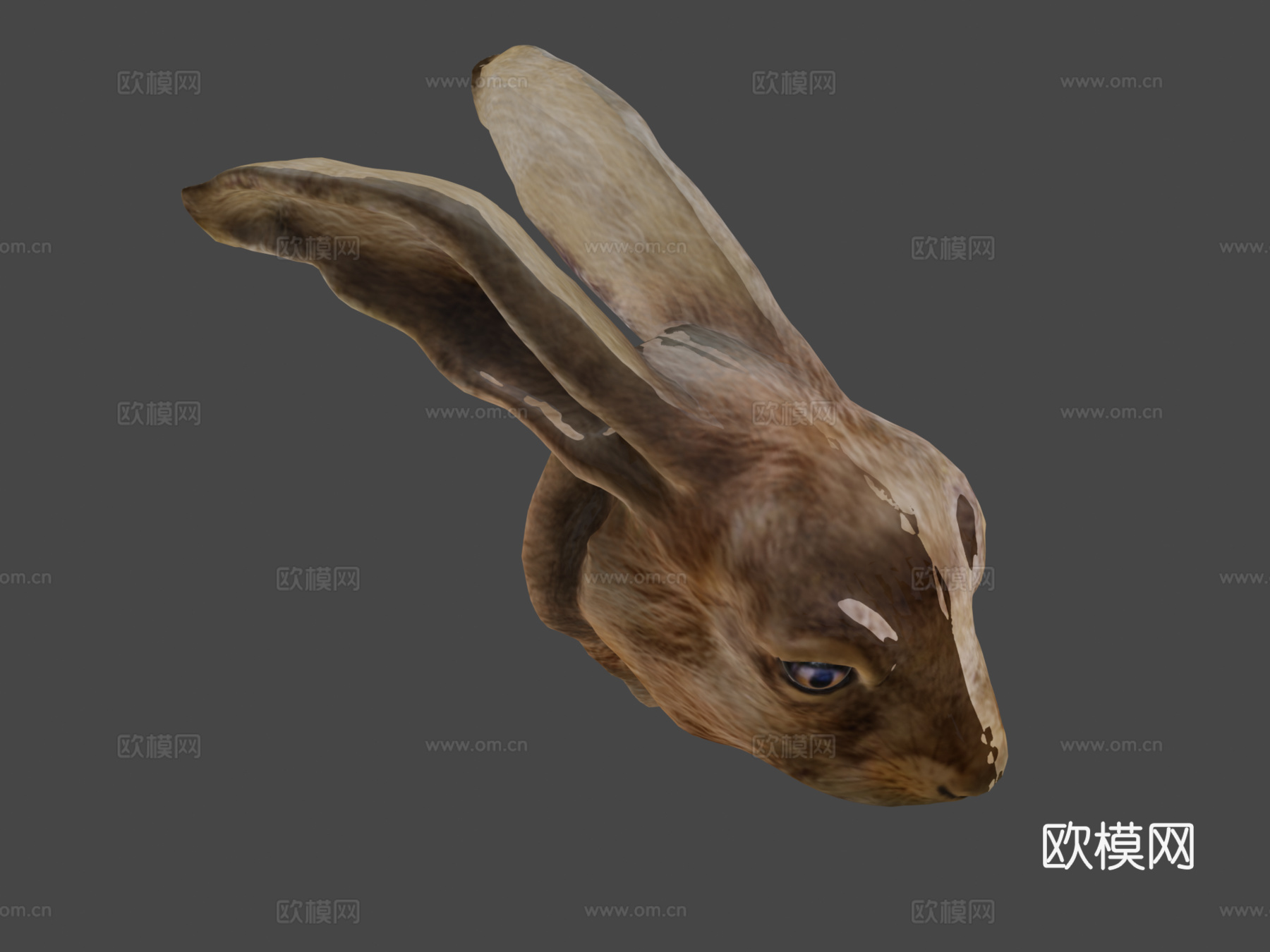 欧洲野兔3d模型